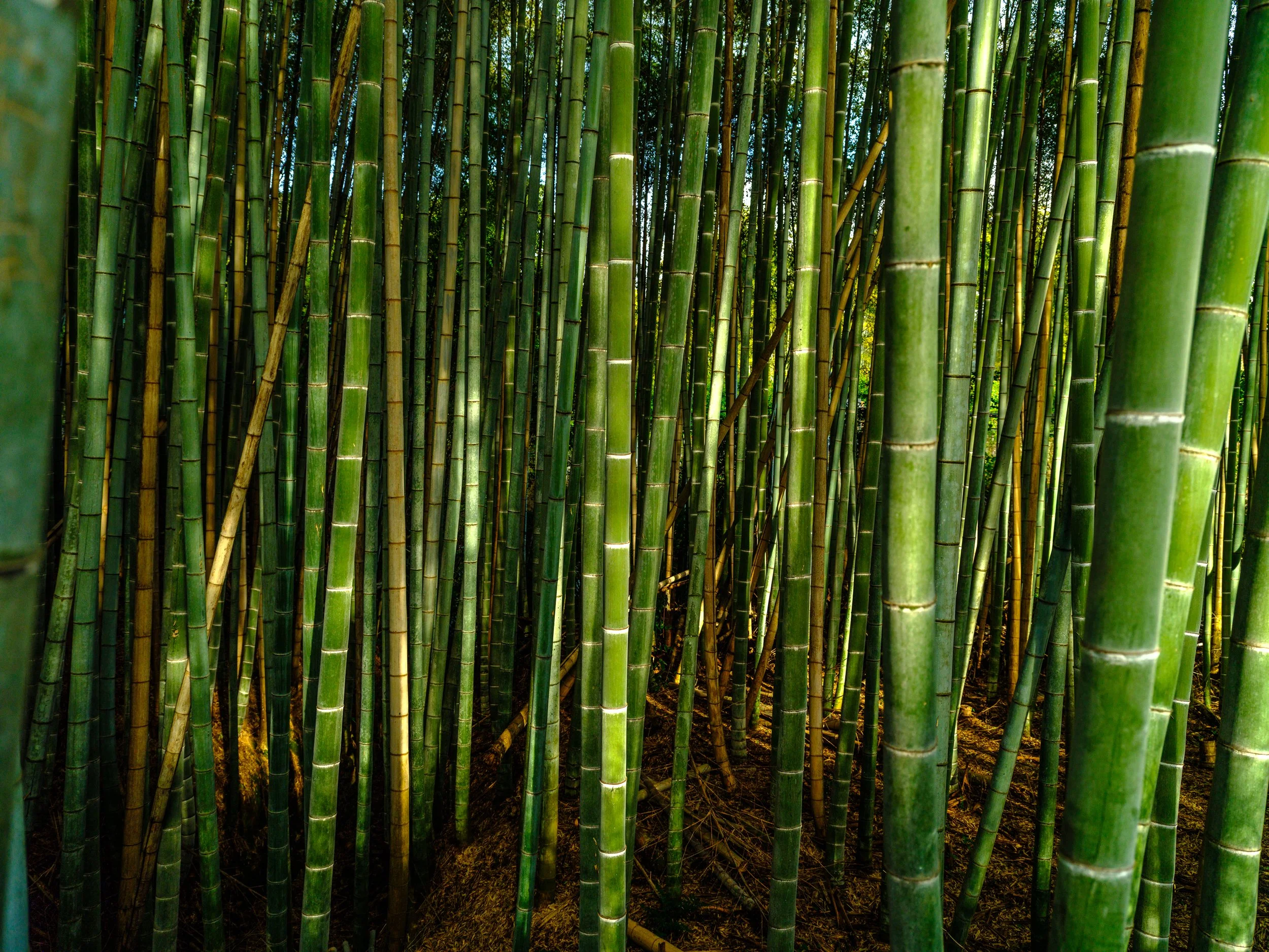 _DSF1338 - Copy - Copy.jpg