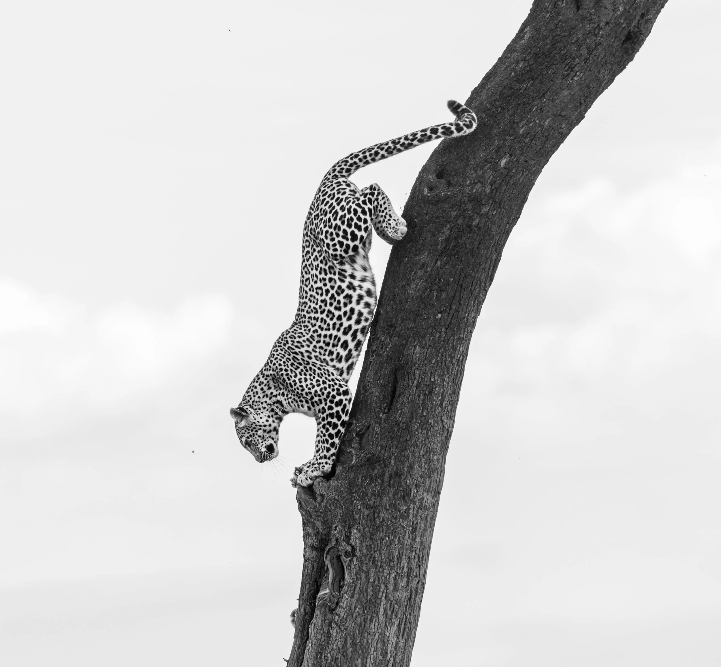 _DSC8109-Edit.jpg