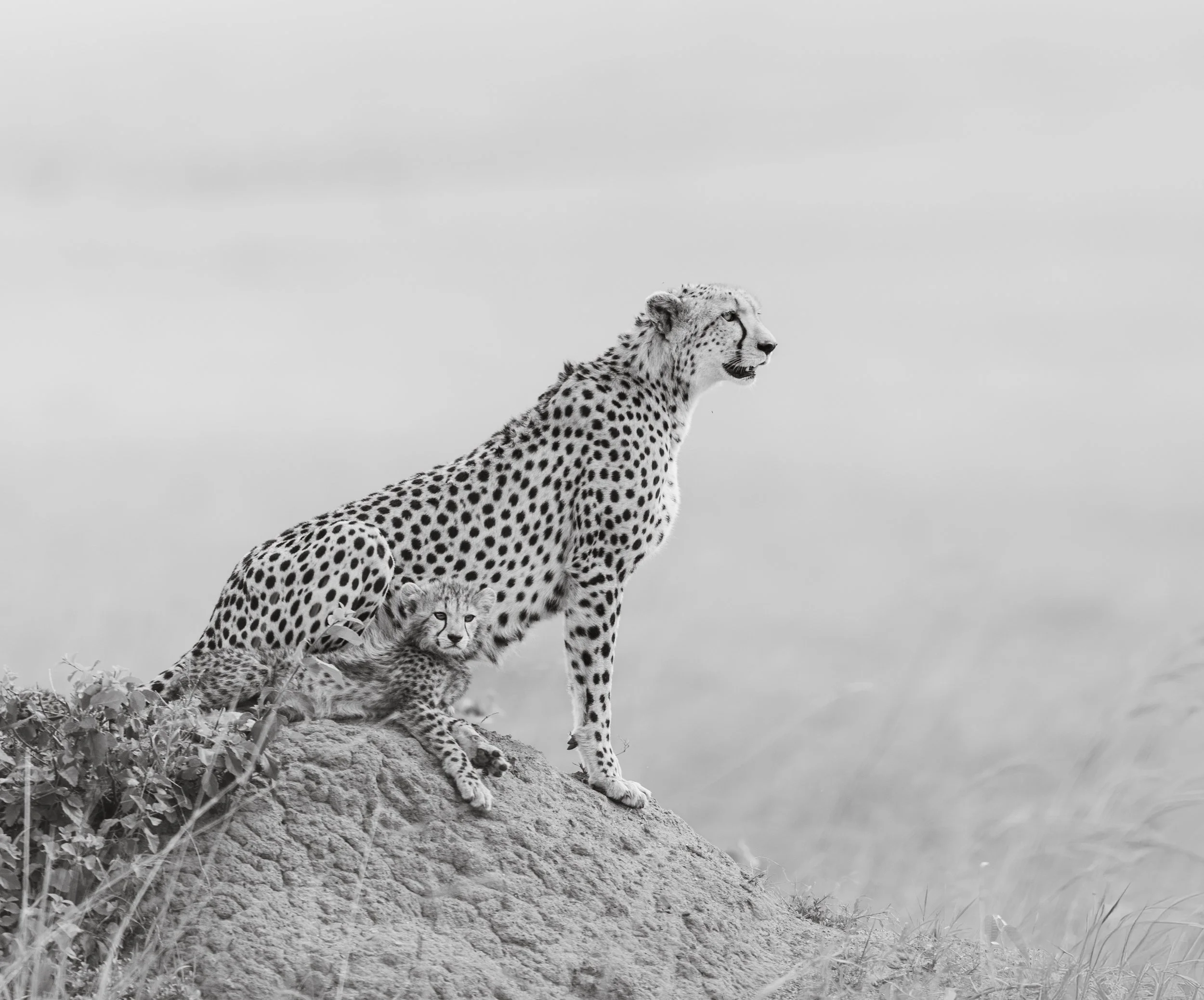 _DSC1235-Edit.jpg