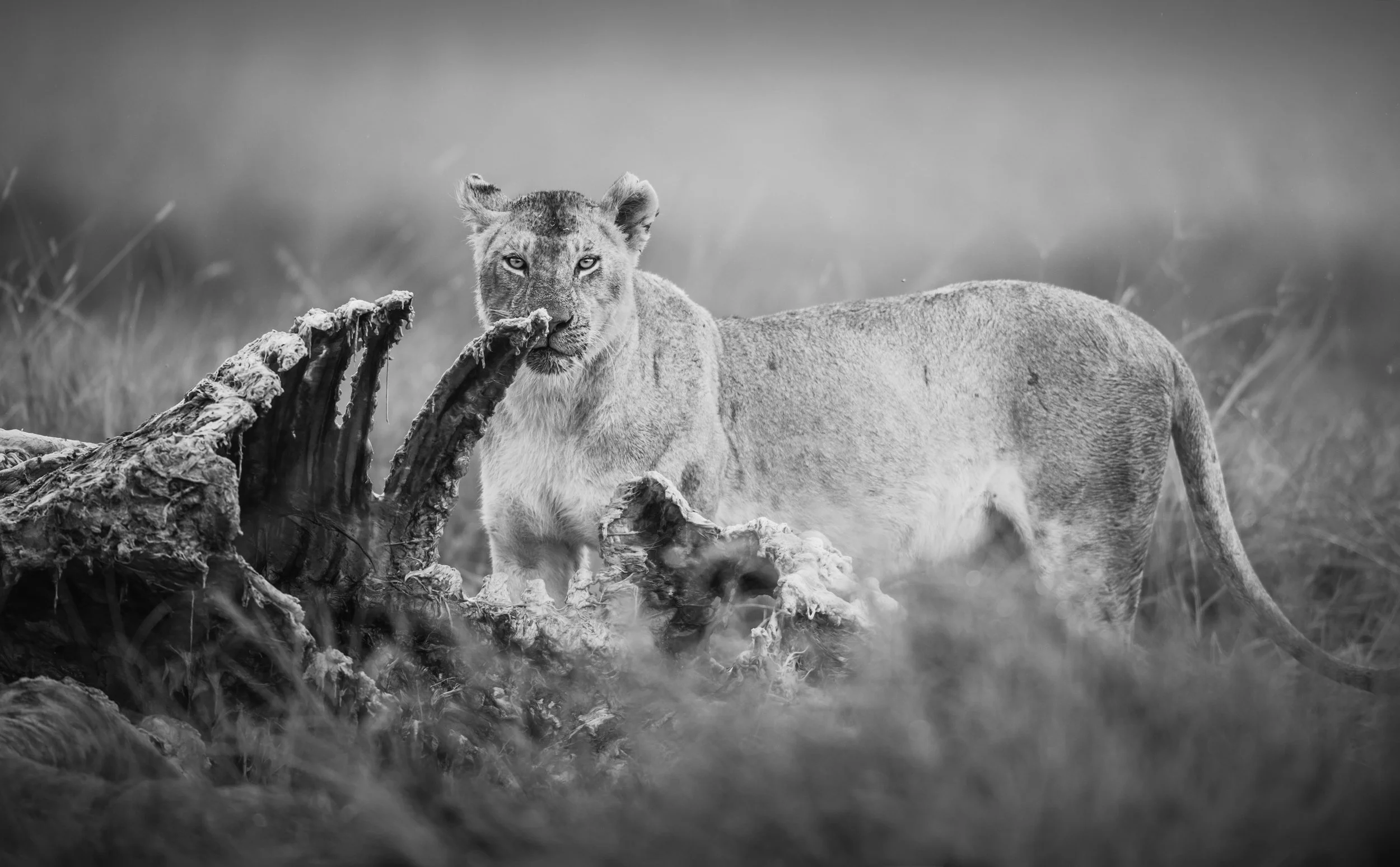 DSC_7594-Edit.jpg