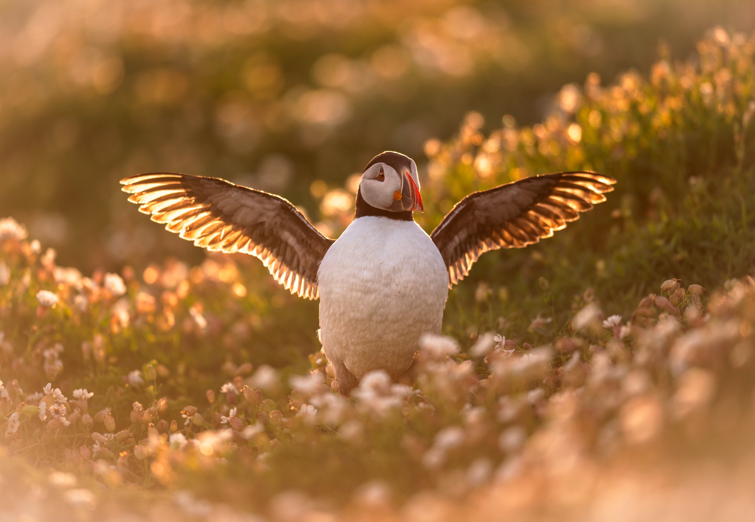 DSC_4597-Edit.jpg
