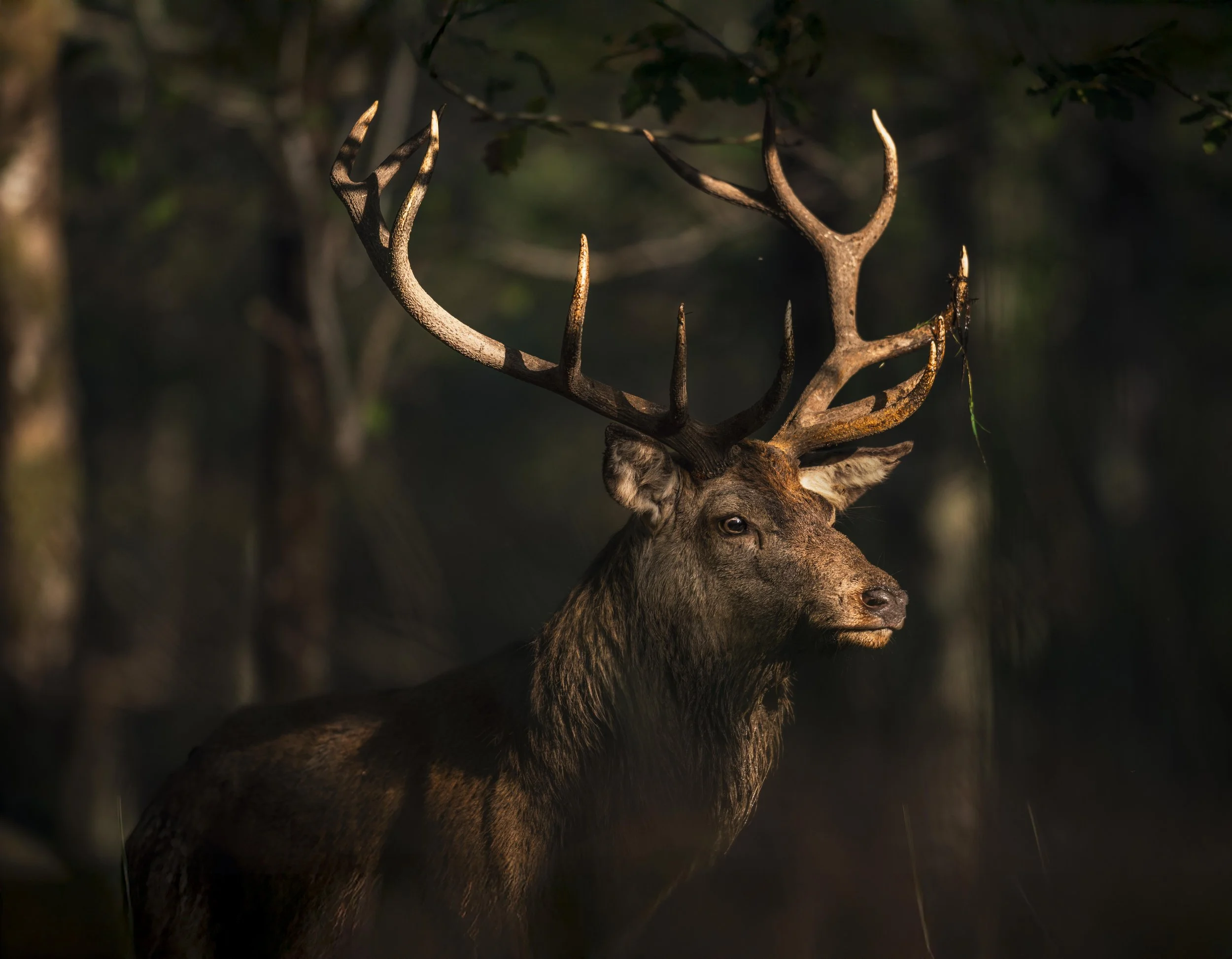 DSC_9517-Edit.jpg