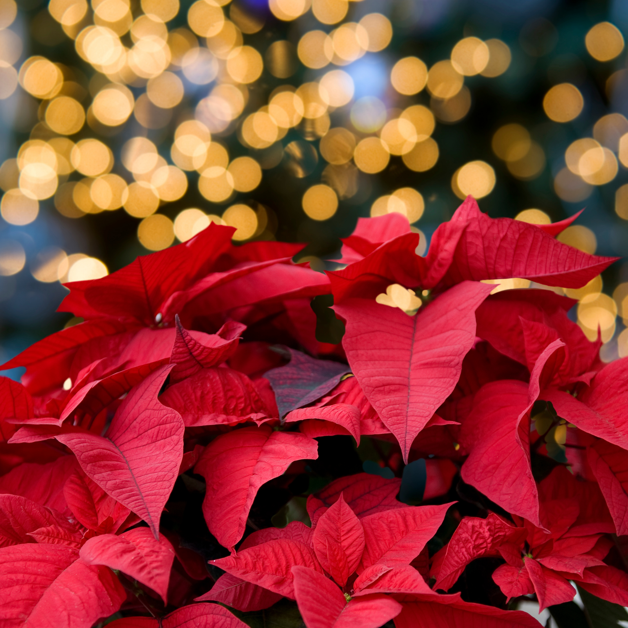 A picture of poinsettias with lights in the background.