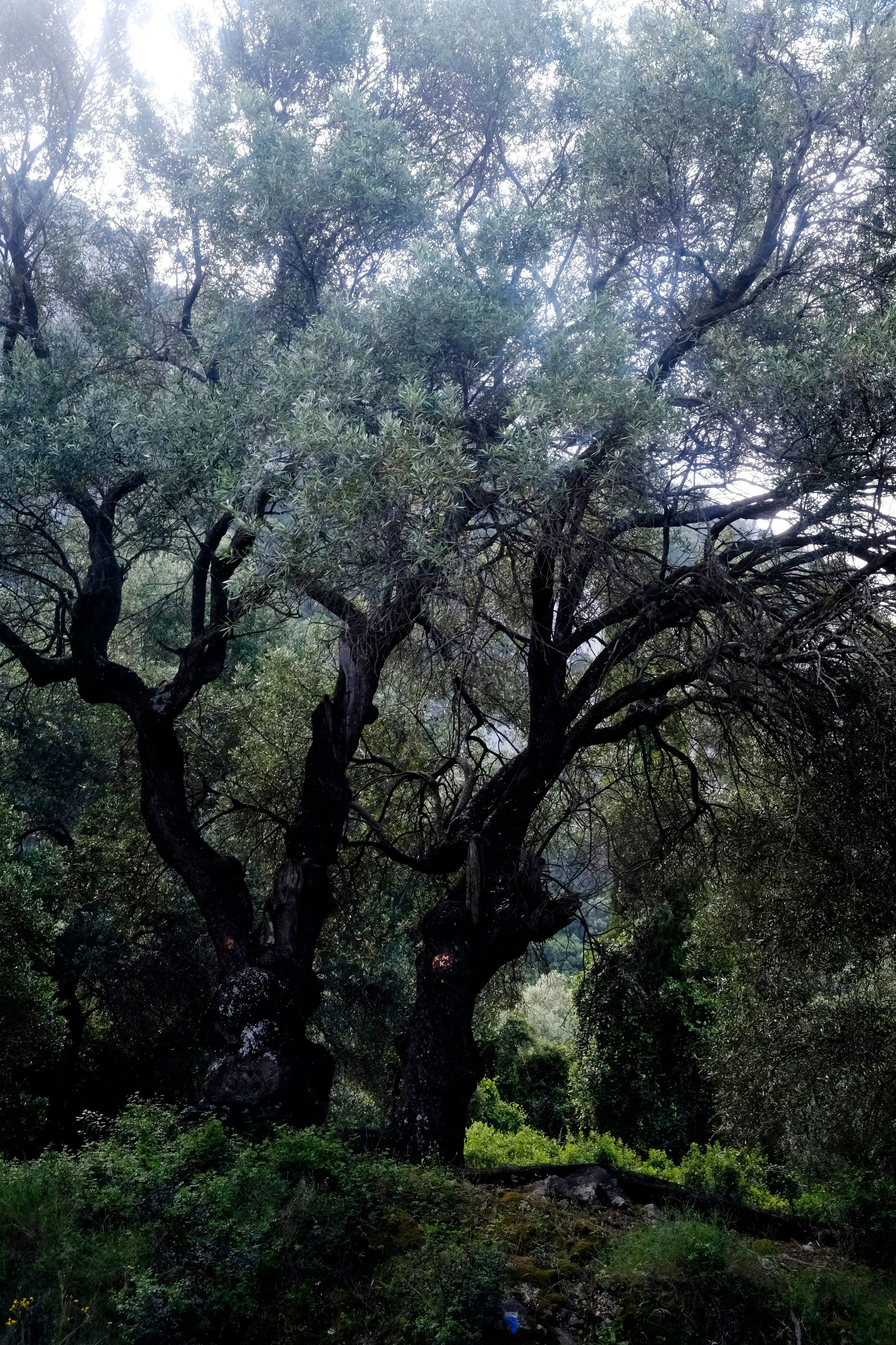 Ein großer, alter Baum mit dicken Zweigen und grünen Blättern, umgeben von dichtem Unterholz in einer natürlichen Umgebung.