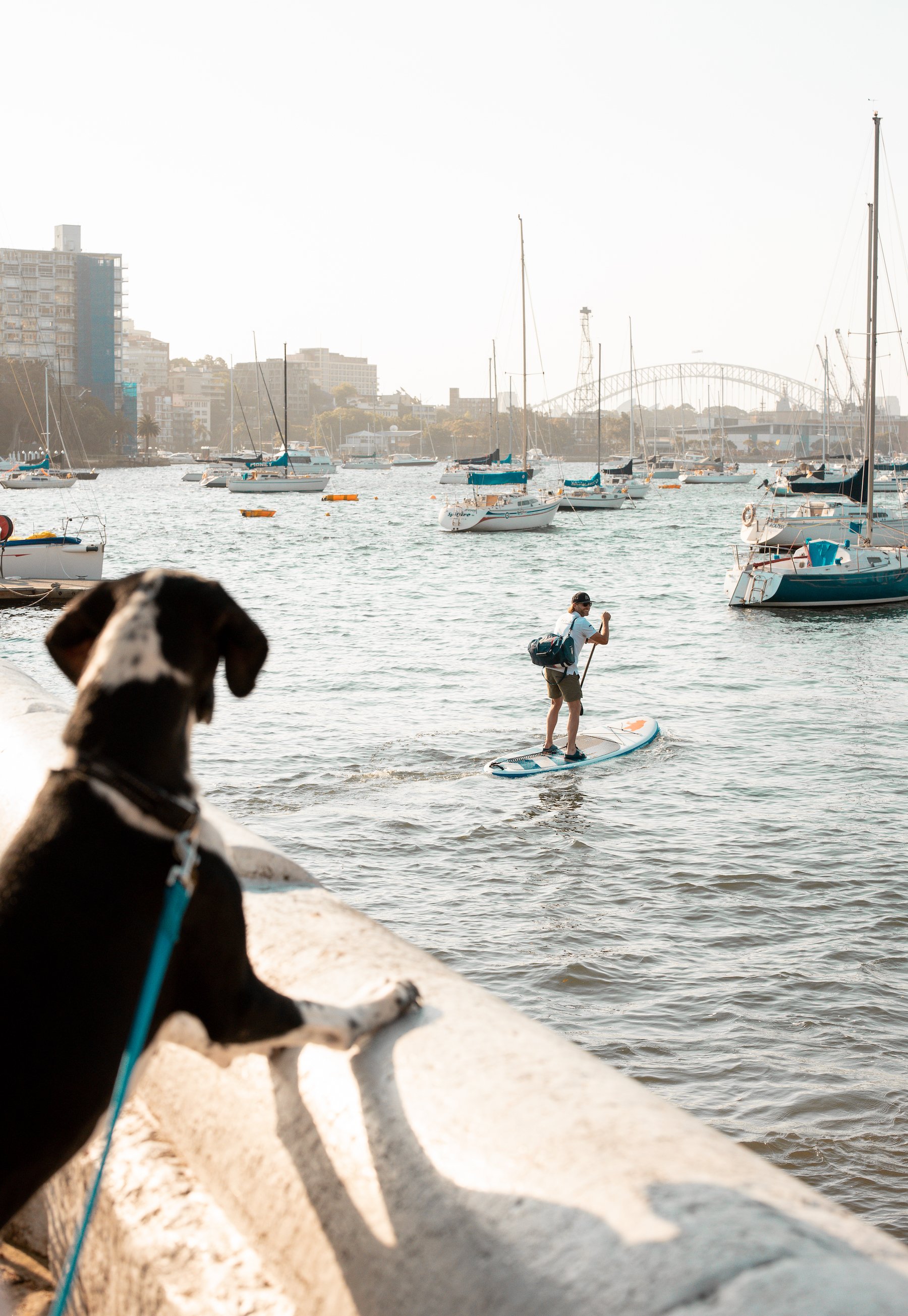 Dog_watching_paddler.jpg