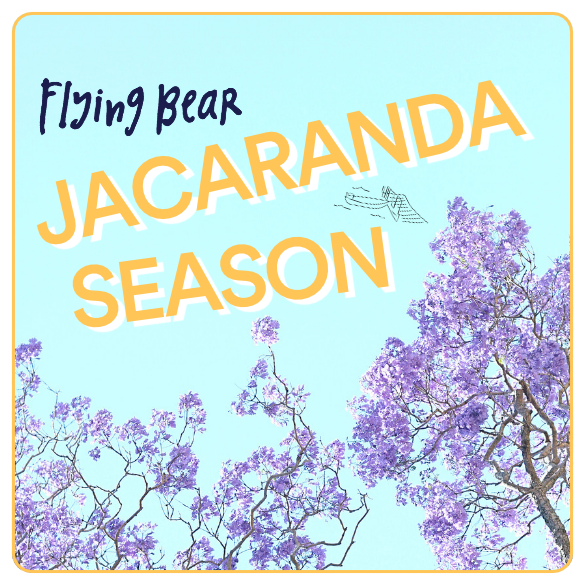 Jacaranda Season in Kirribilli