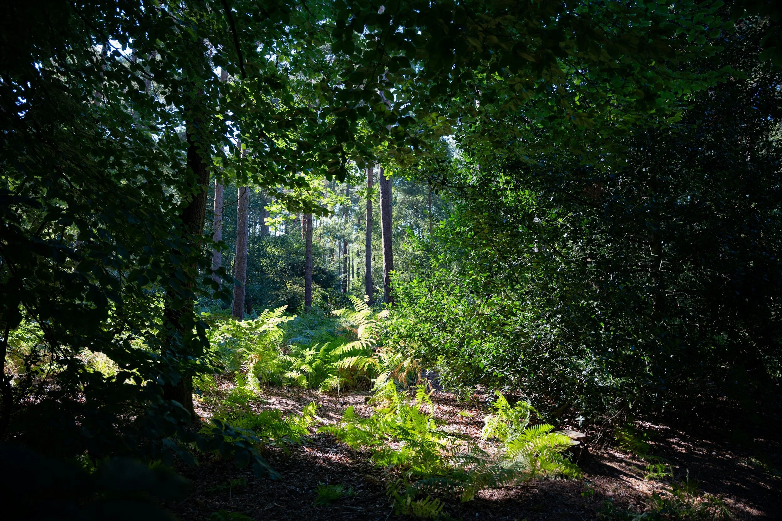 well-BEING in the woods
