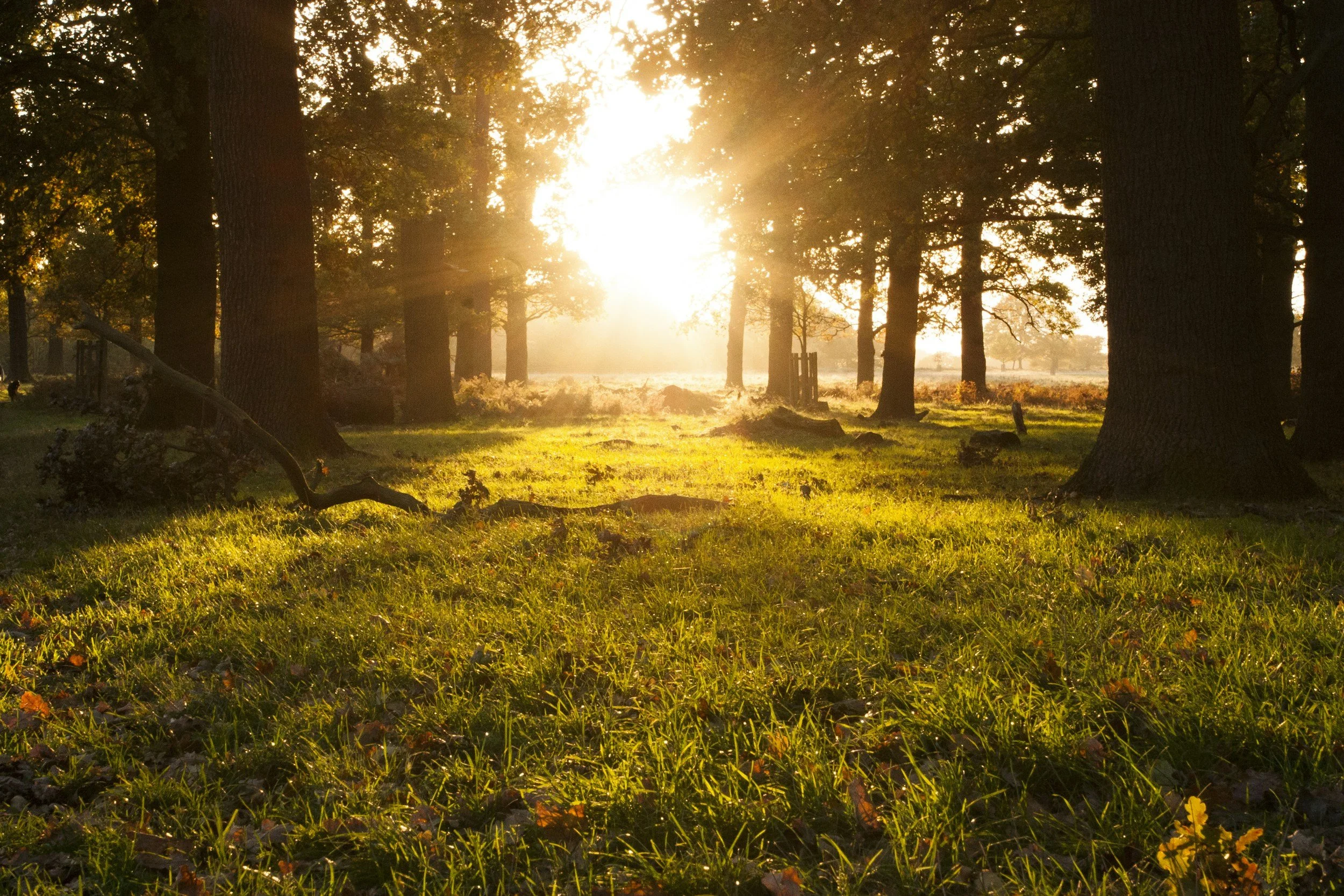 Space to Dream: An Intuitive Visioning Retreat