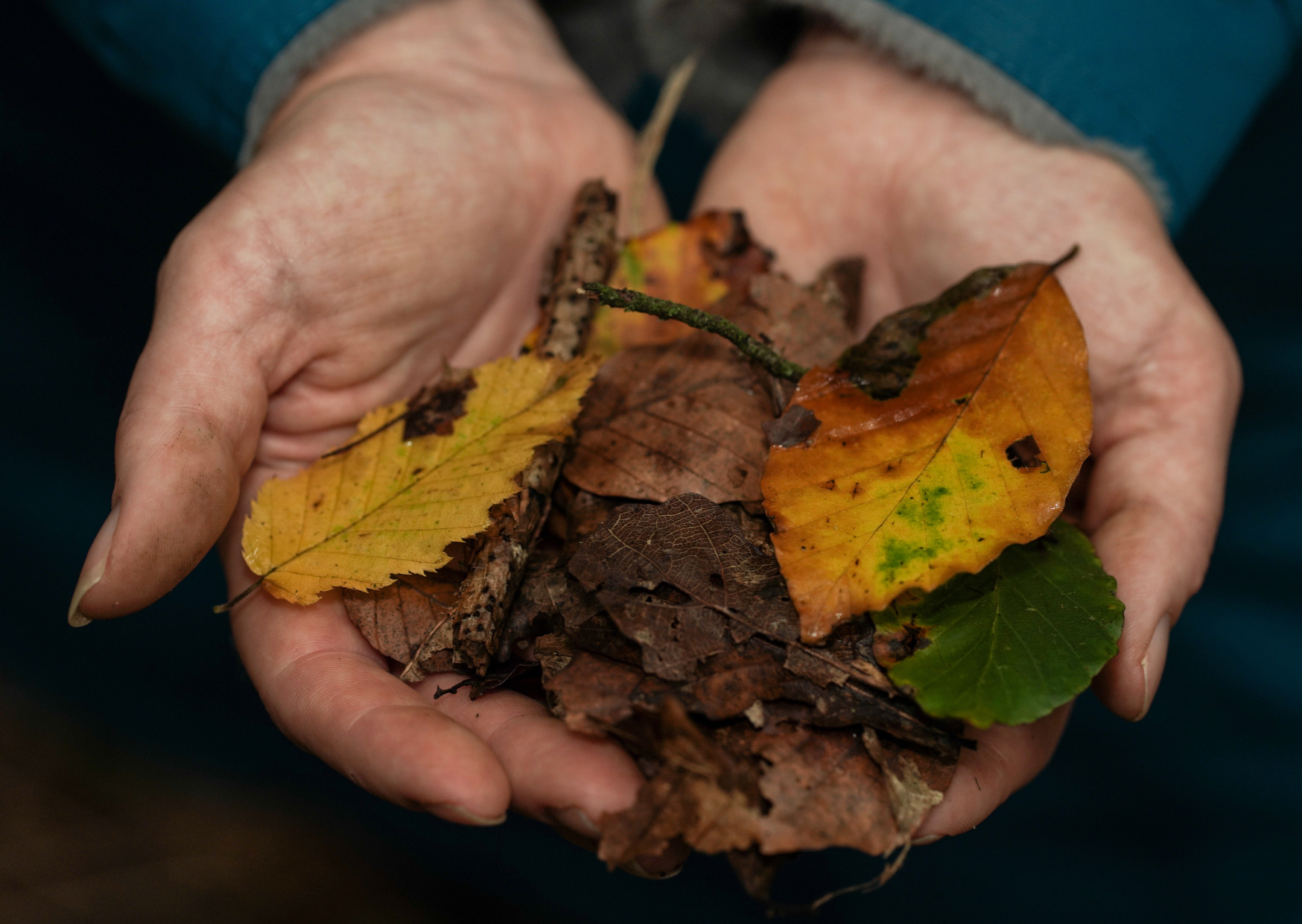 Autumn.png