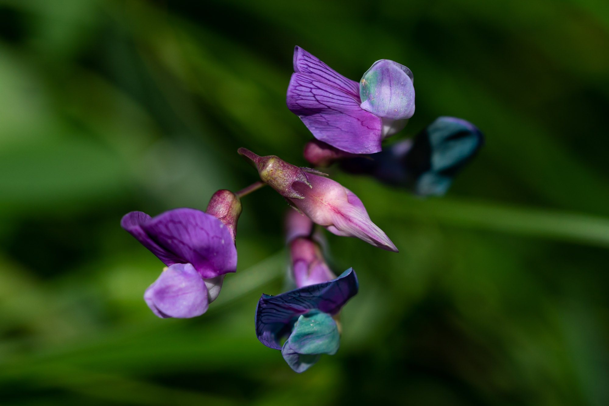 4_Possible Lathyrus palustris, Marsh Pea​​​​​​​_20210616_Ridges Sanctuary.jpg