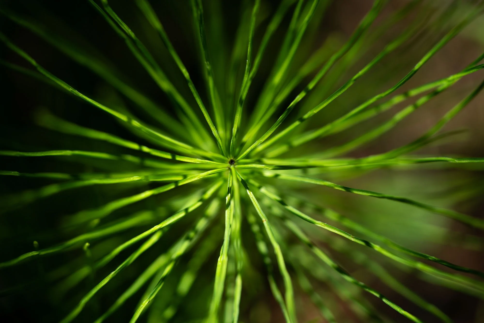 7_Possible Equisetum spp., Horsetail​​​​​​​​​​​​​​_20210616_Ridges Sanctuary.jpg