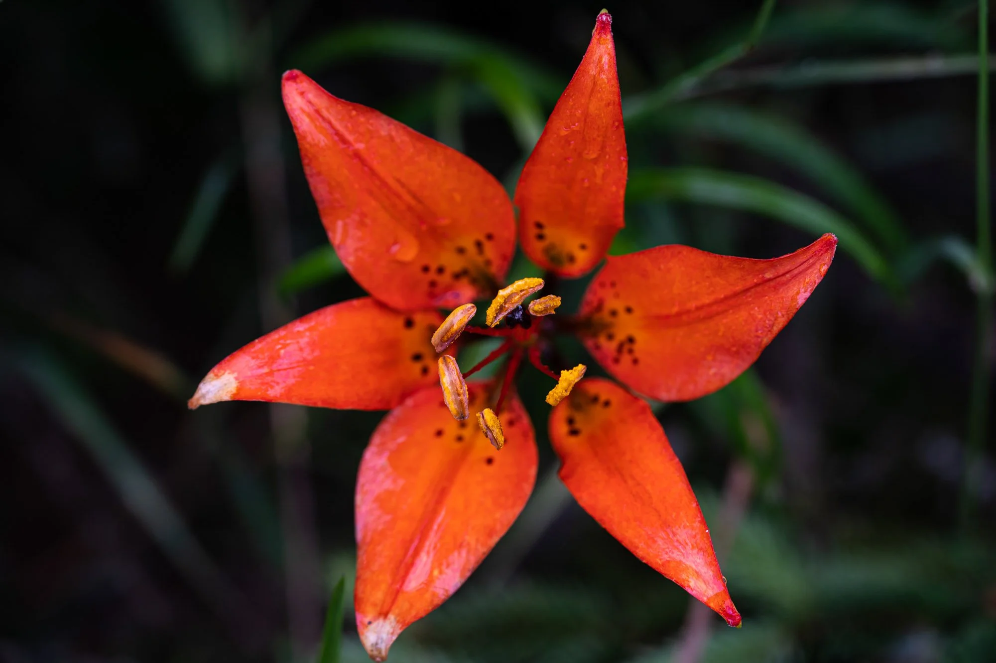 8_Lilium philadelphicum, Wood Lily​​​​​​​_20210629_Ridges Sanctuary.jpg