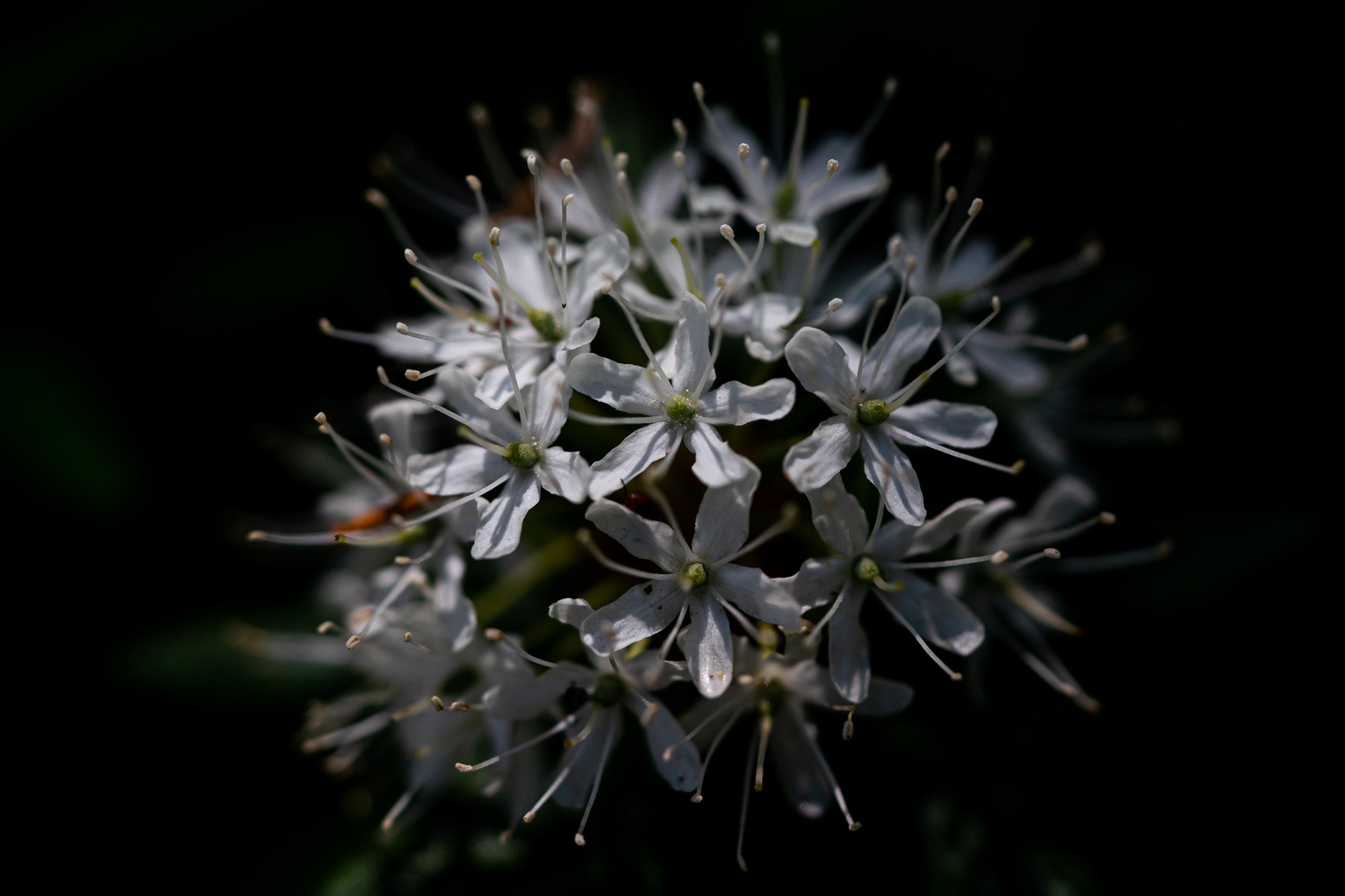 9_Rhododendron groenlandicum, Labrador Tea​​​​​​​_20210616_Ridges Sanctuary.jpg