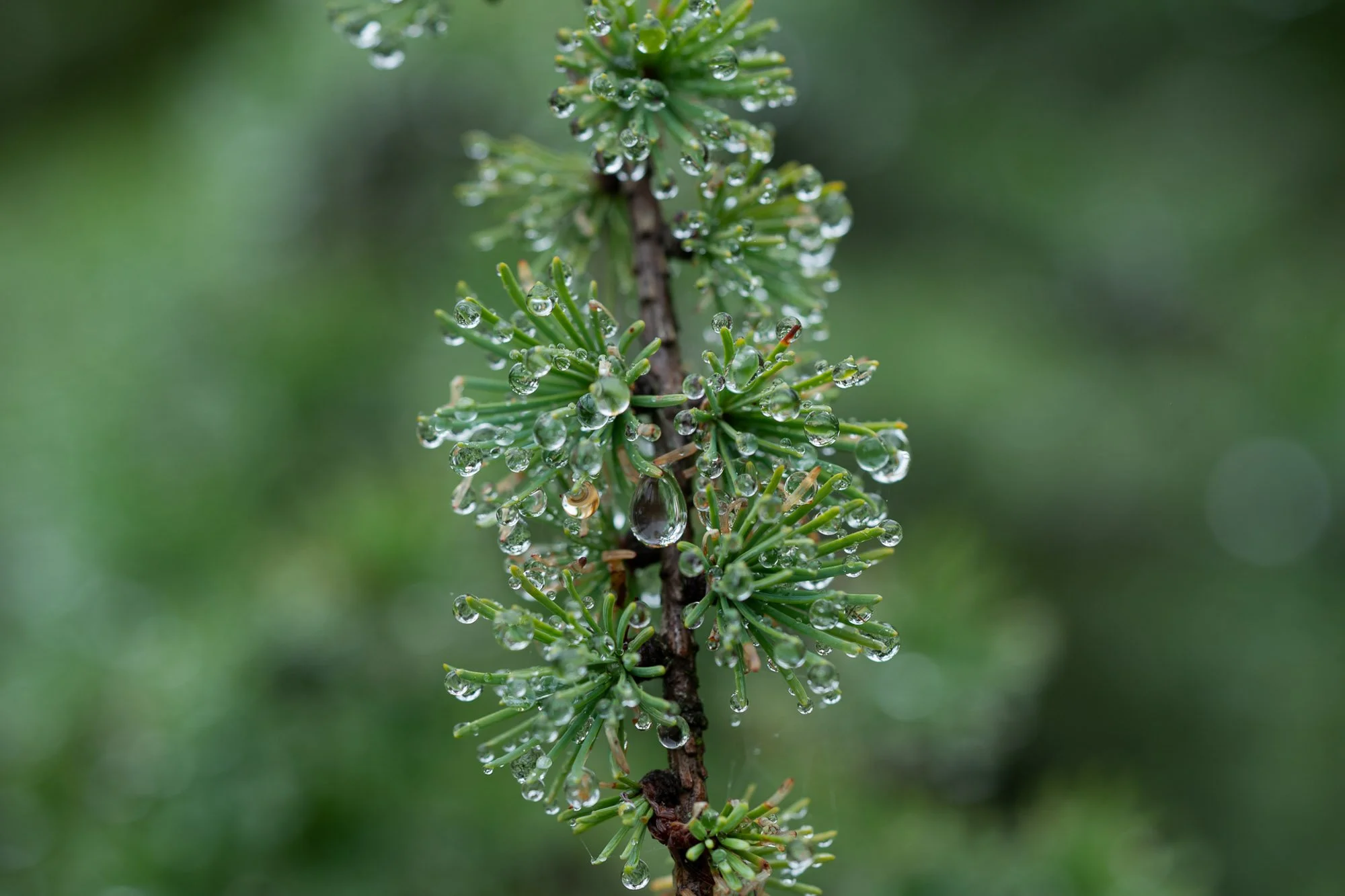 10_Larix laricina, tamarack​​​​​​​_20210715_Ridges Sanctuary.jpg