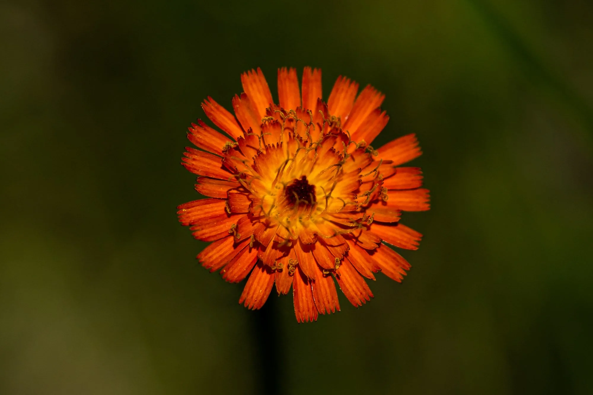 12_Hieracium aurantiacum, Orange Hawkweed​​​​​​​​​​​​​​​​​​​​​​​​​​​​_20210616_Ridges Sanctuary.jpg