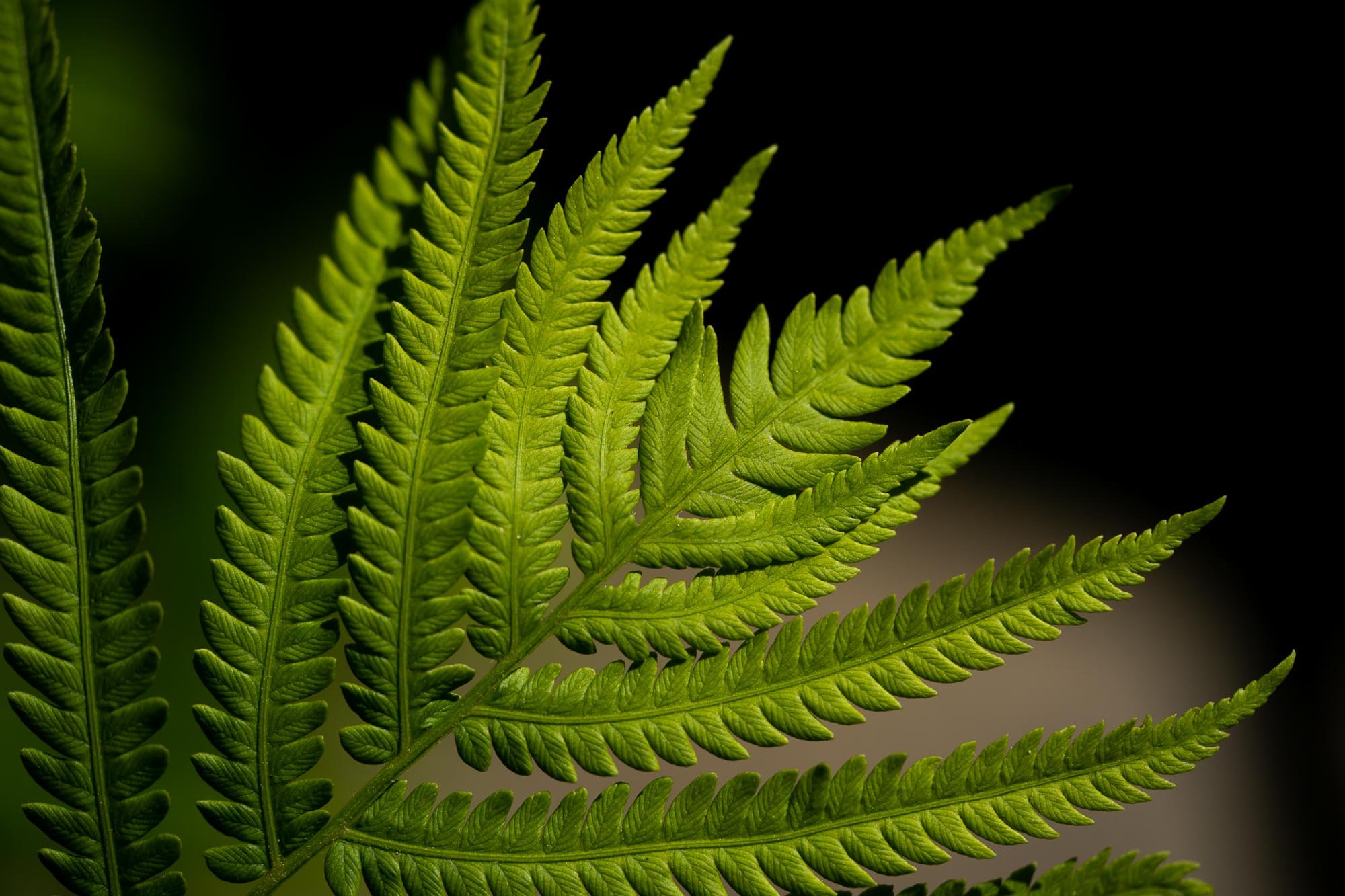 14_Fern_Unidentified sp_20210616_Ridges Sanctuary.jpg