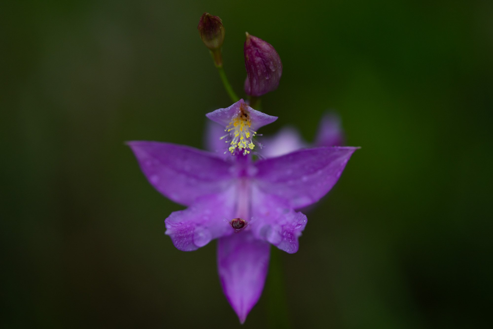 20_Calopogon tuberosus, Grass Pink Orchid​​​​​​​_20210629_Ridges Sanctuary.jpg