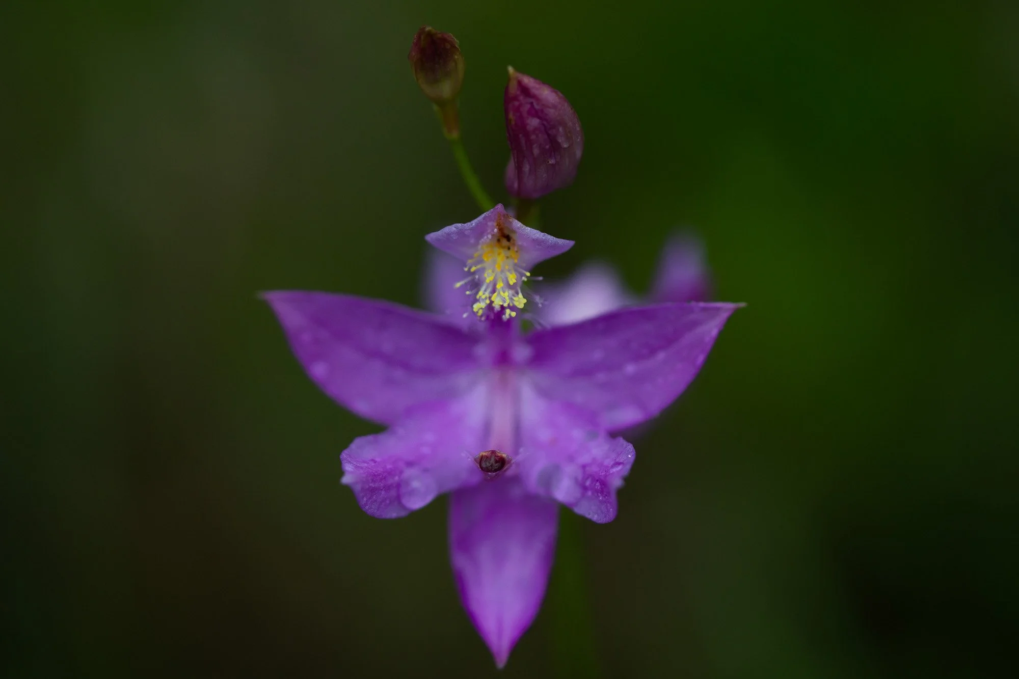 20_Calopogon tuberosus, Grass Pink Orchid​​​​​​​_20210629_Ridges Sanctuary.jpg