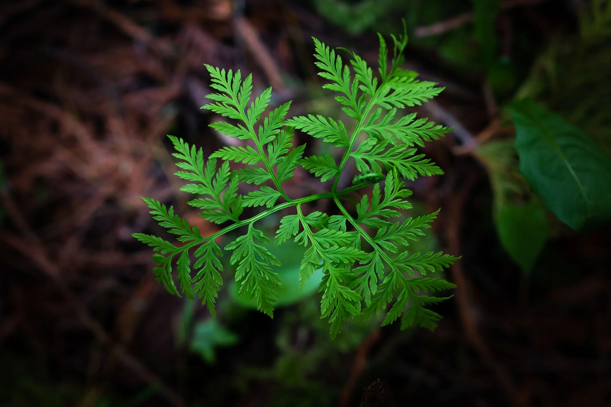 21_Botrychium virginianum, rattlesnake fern​​​​​​​_20210528_Toft Point.jpg