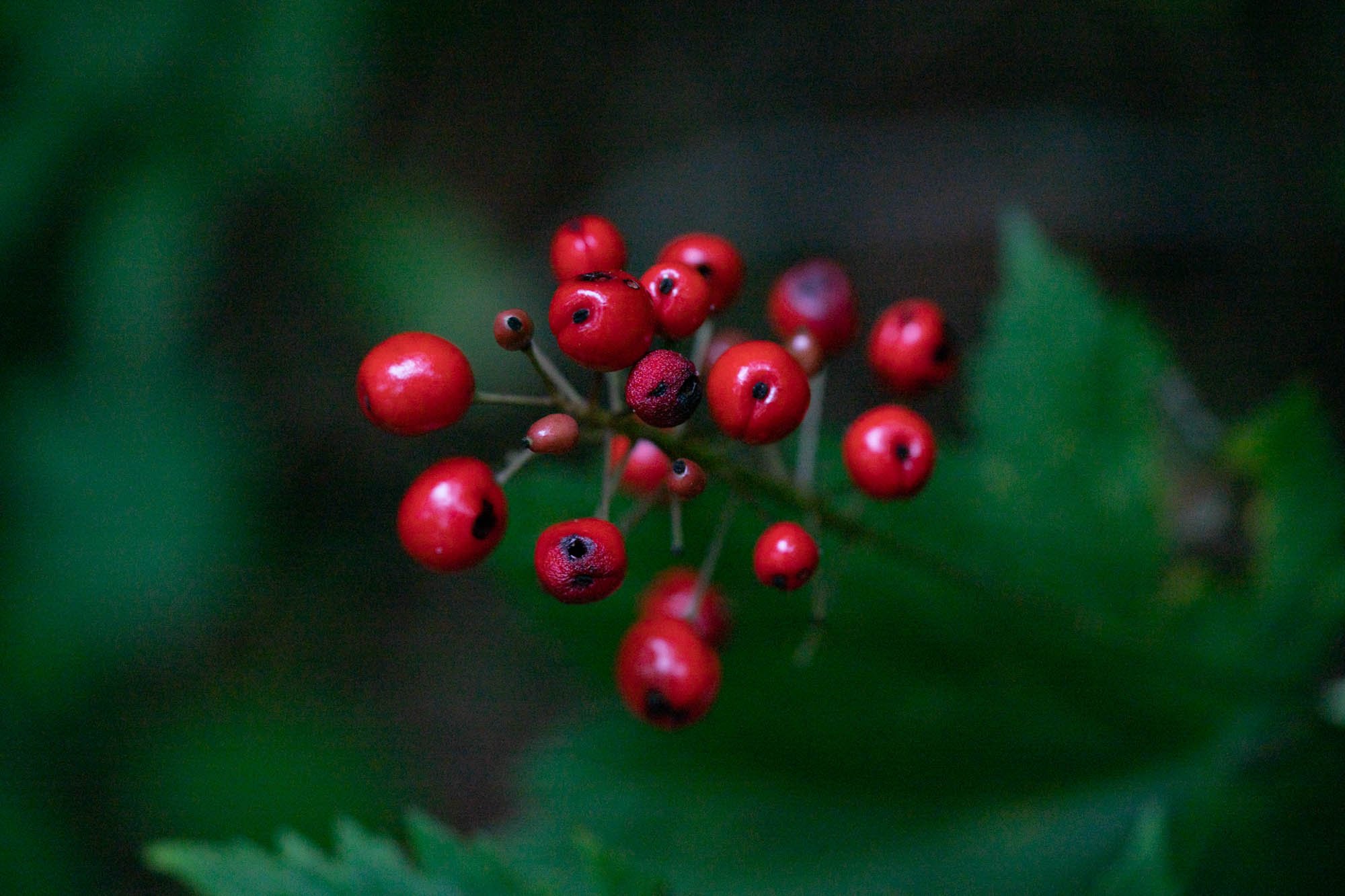 23_Actaea rubra, red baneberry_20210726_Toft Point.jpg