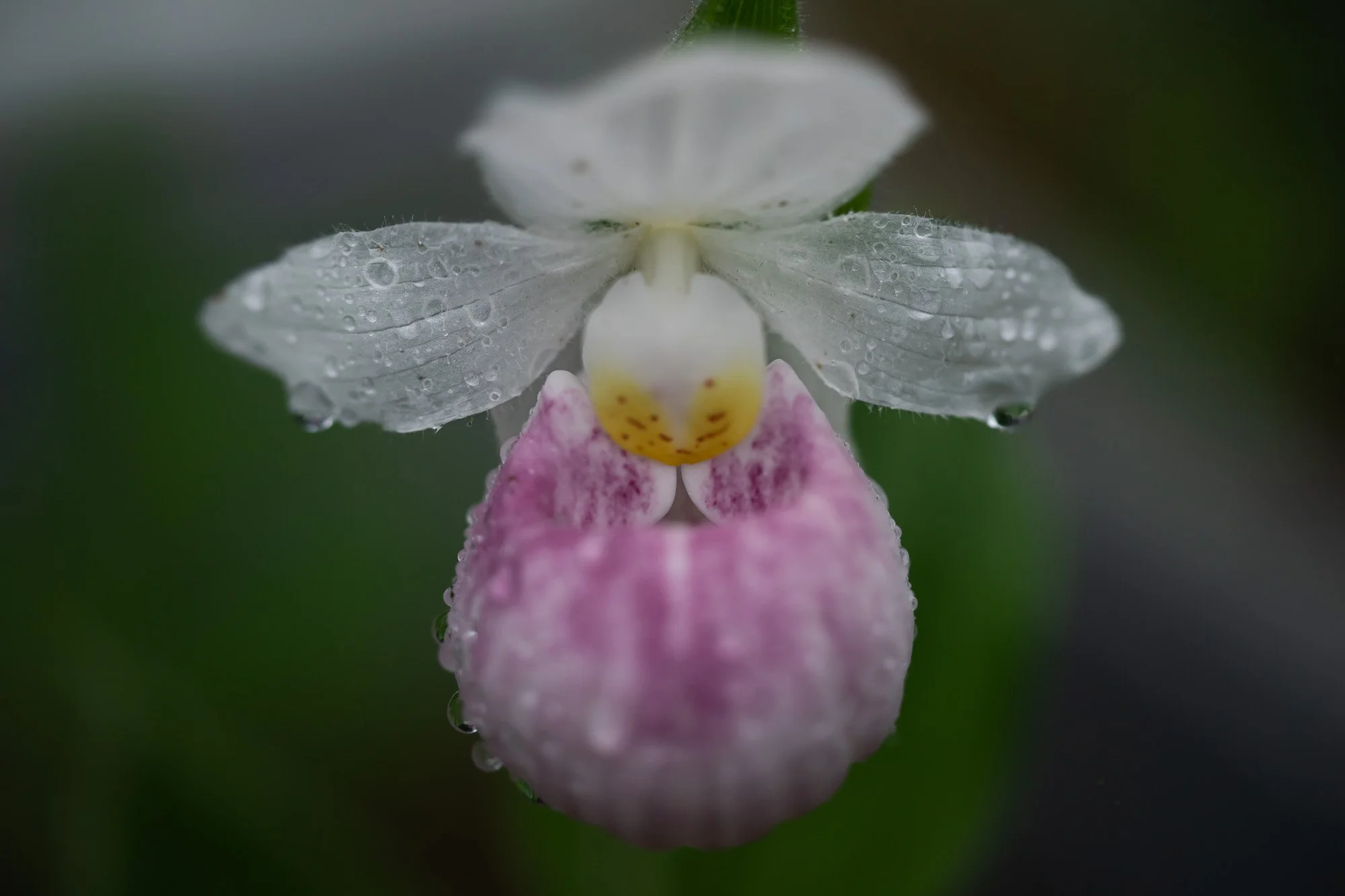 27_Cypripedium reginae, Showy Lady Slipper​​​​​​​_20210629_Ridges Sanctuary.jpg