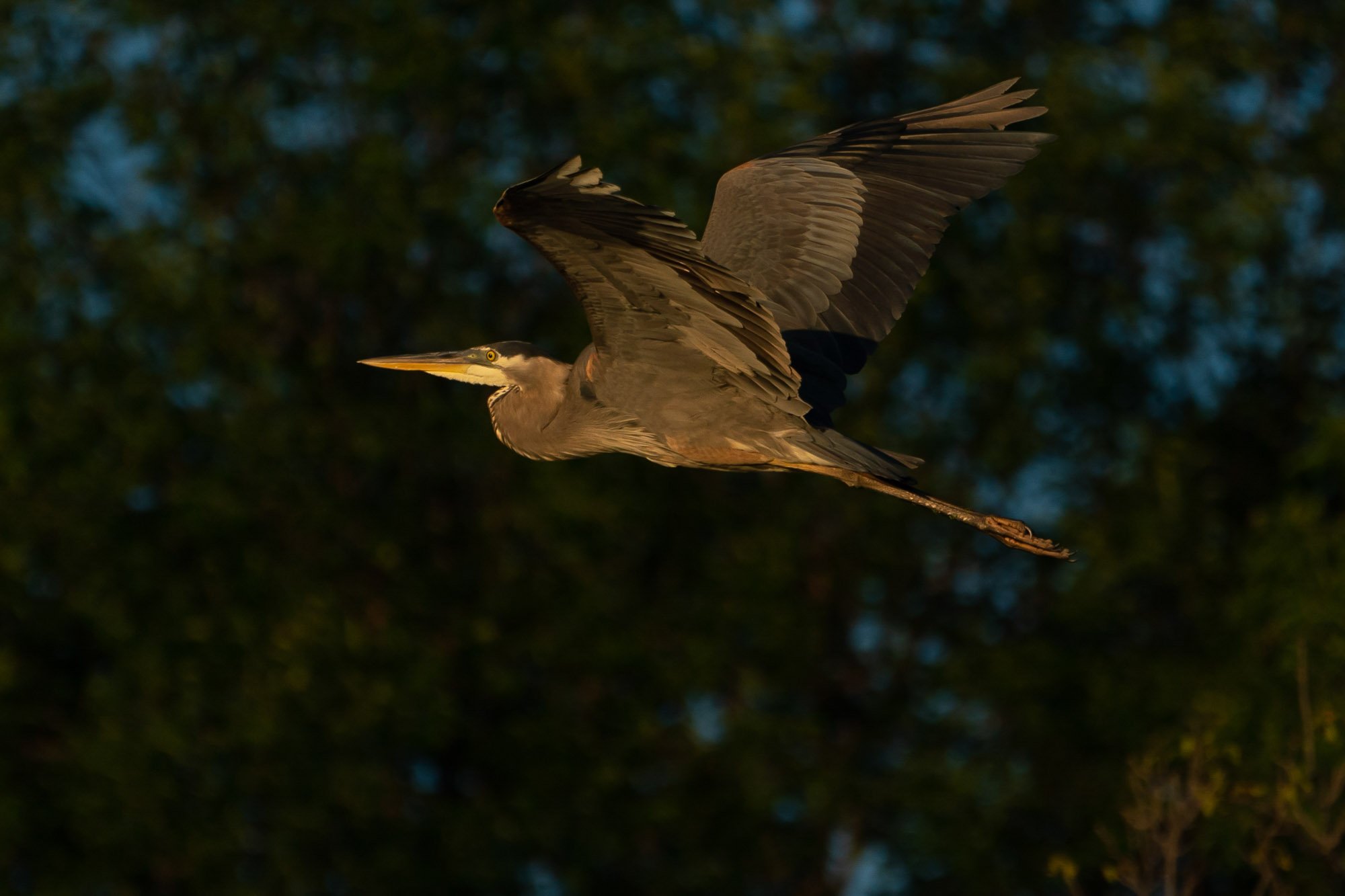 10_Great Blue Heron_20200712_Point au Sable_Green Bay Estuary.jpg