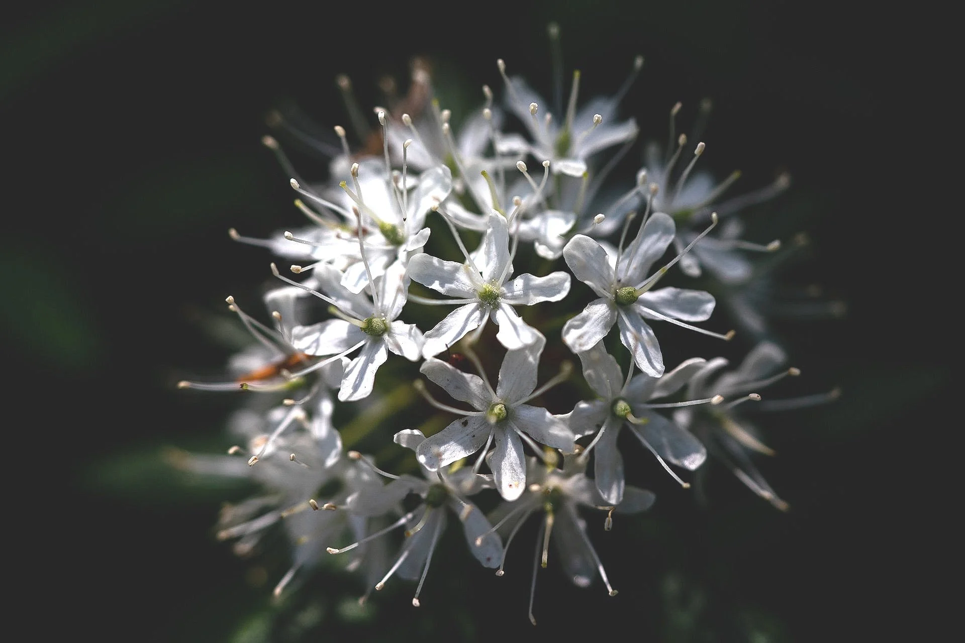 Flora of the Door