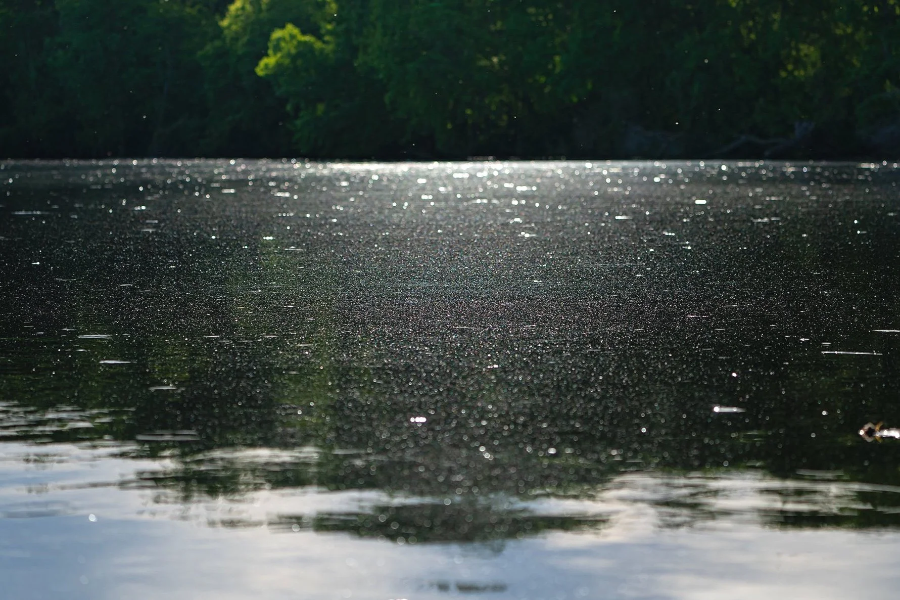 Green Bay Estuary