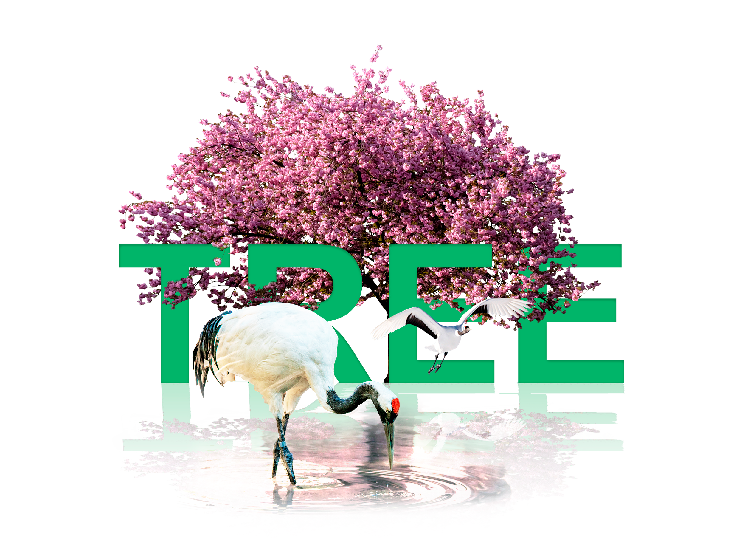 Tree.png