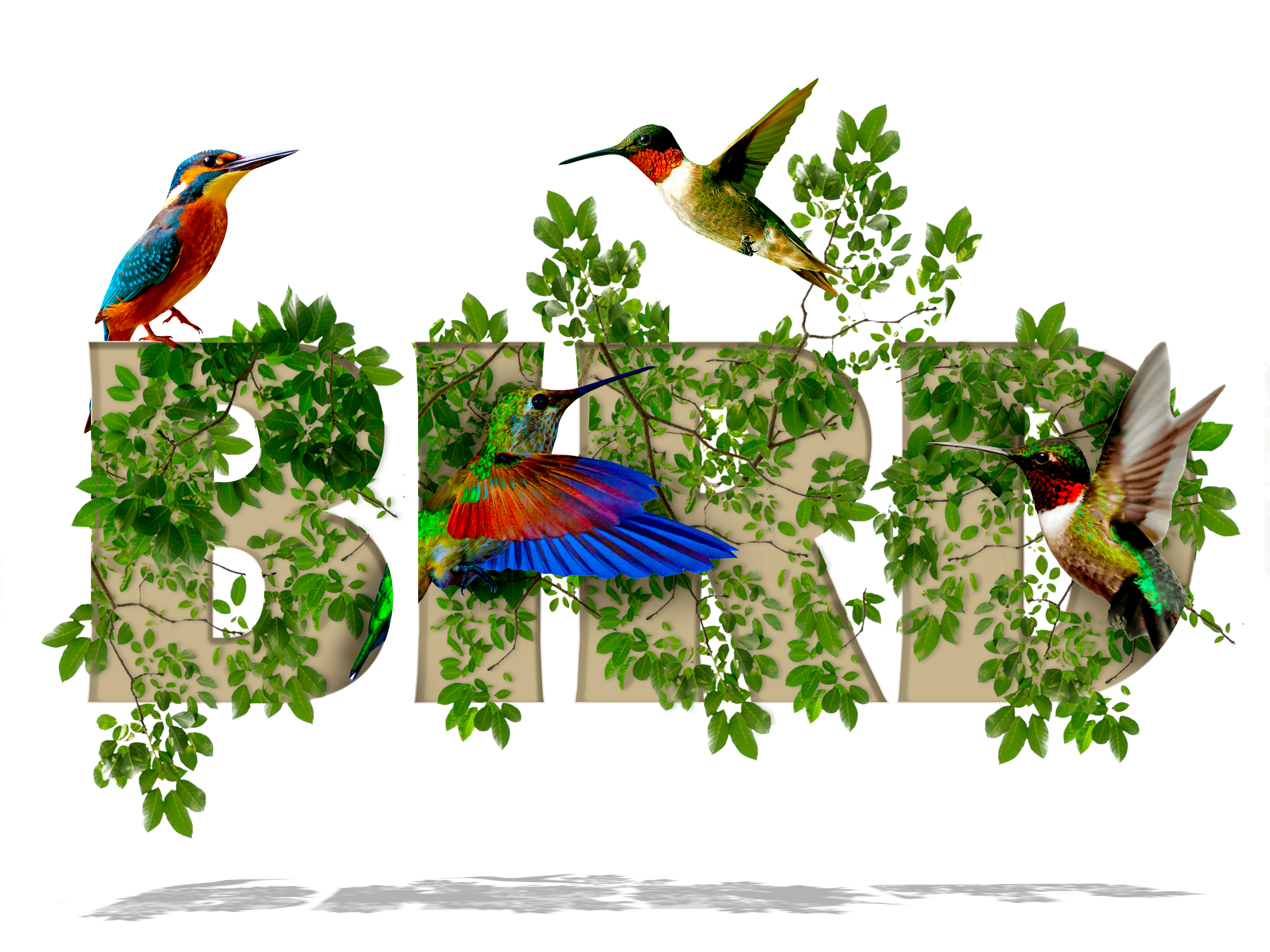 Bird2.png