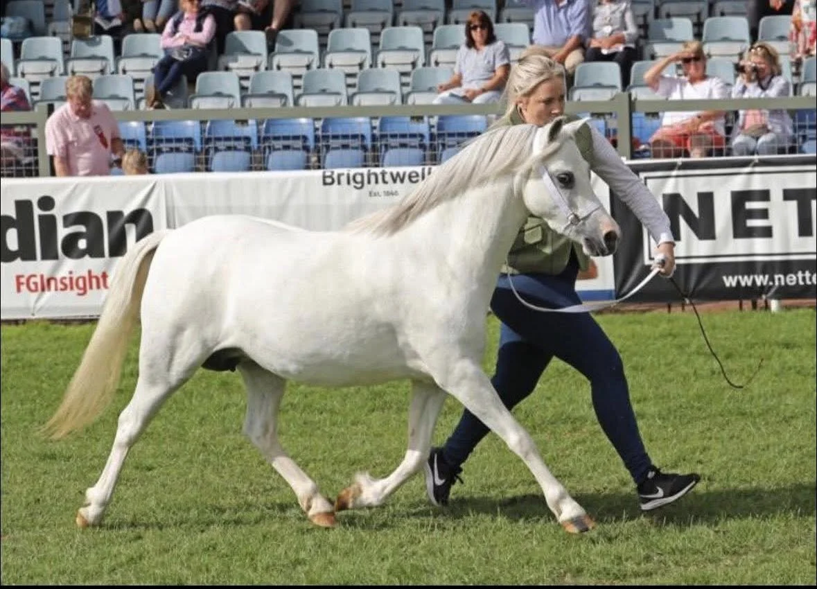 Pre Rally Section A Pony Judging 
