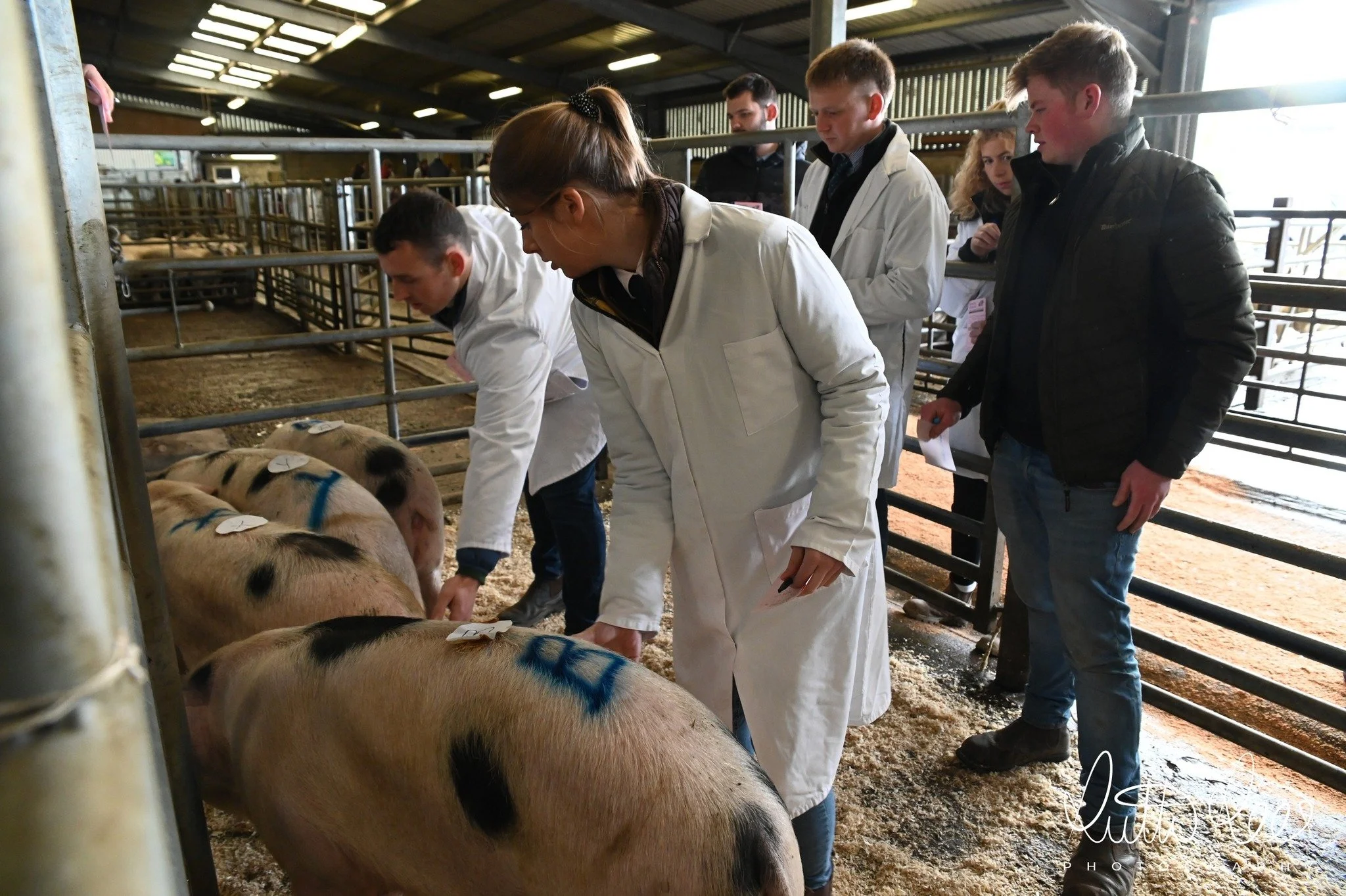 Stock Judging Day