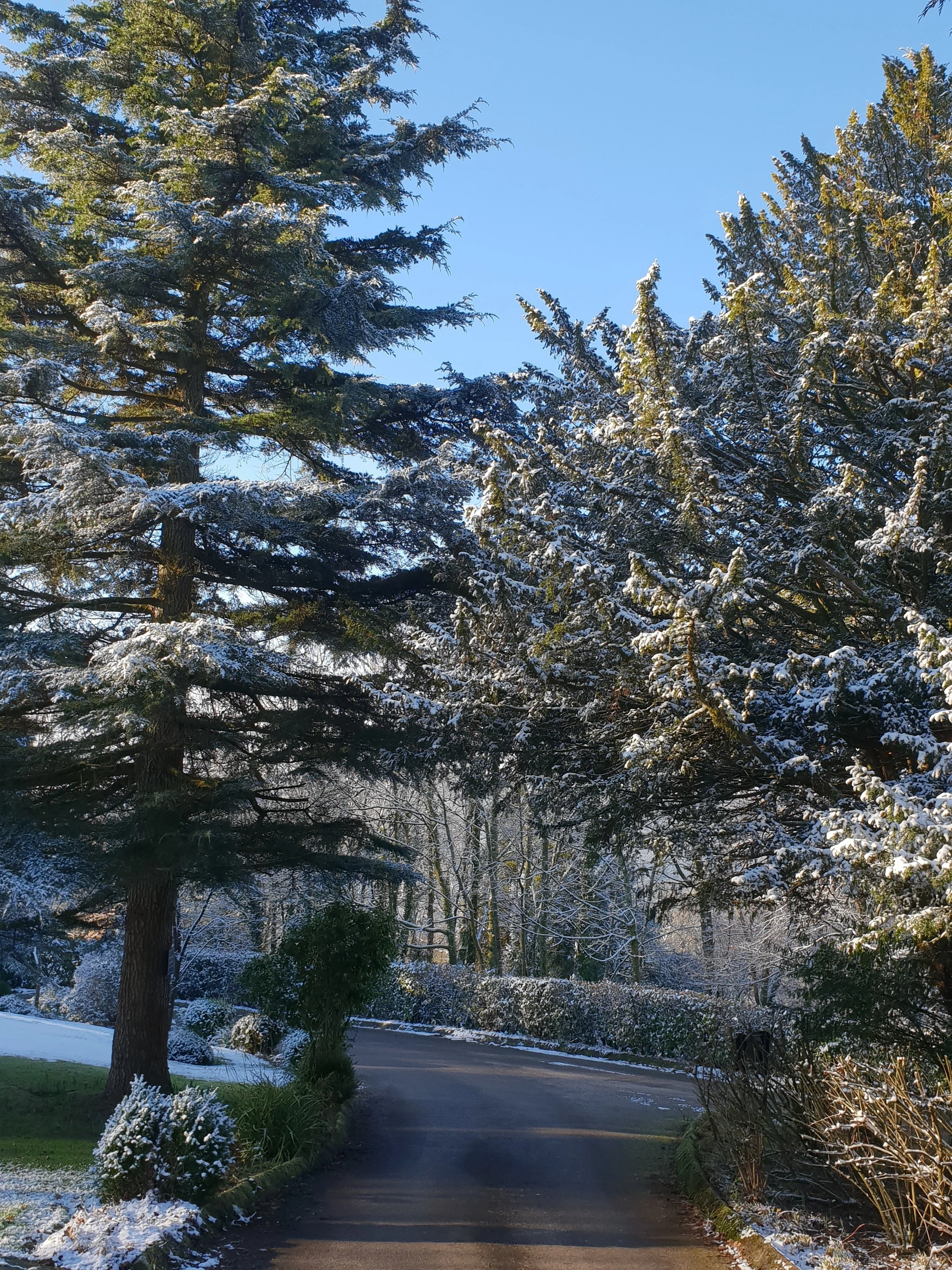 Snow on the trees on the approach to Windermere Manor