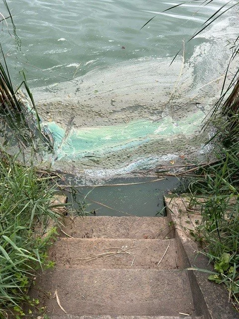 Blauwalgen Dikkebusvijver 