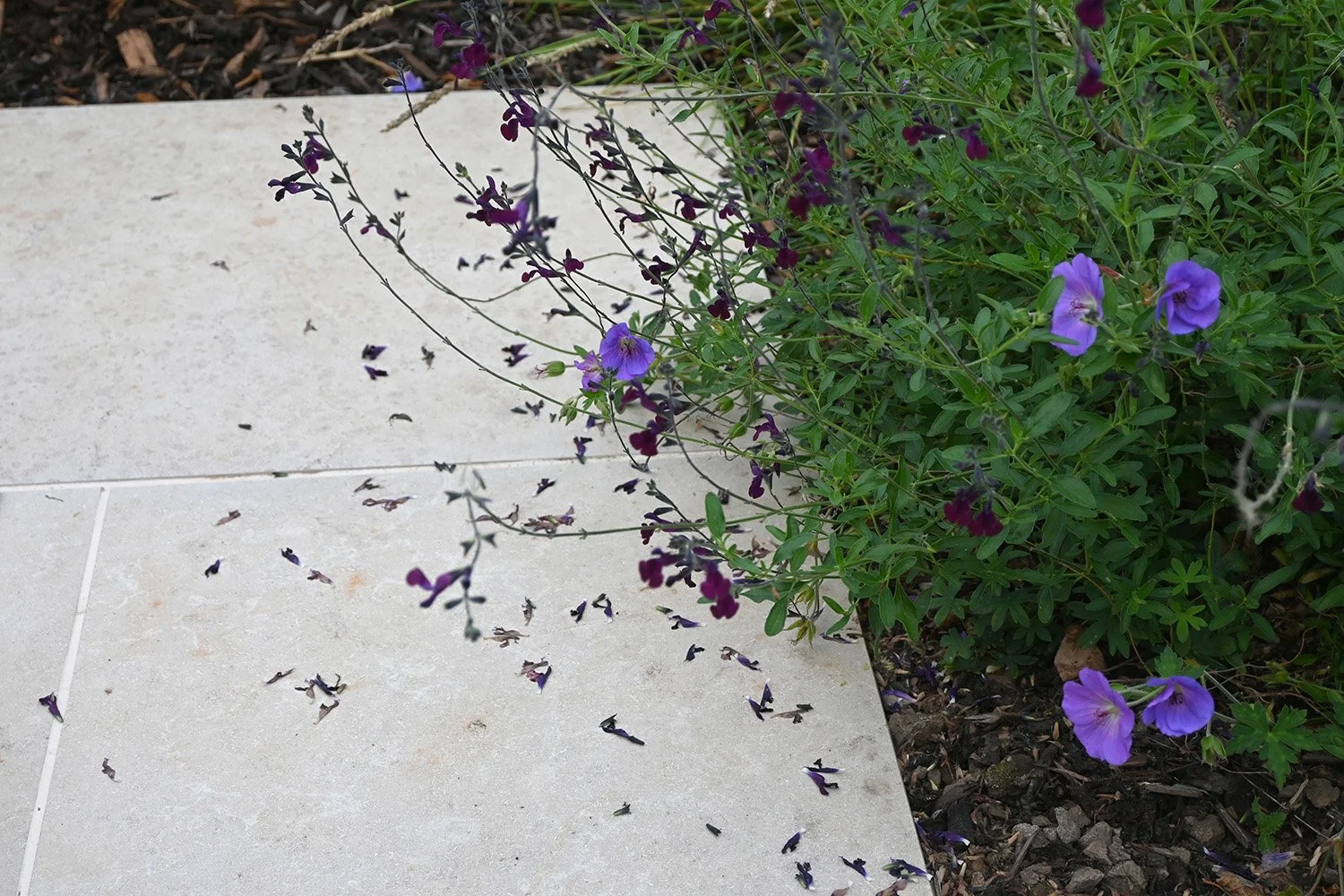 robert-johnson-garden-design-Langtoft-paving-and-planting.jpg