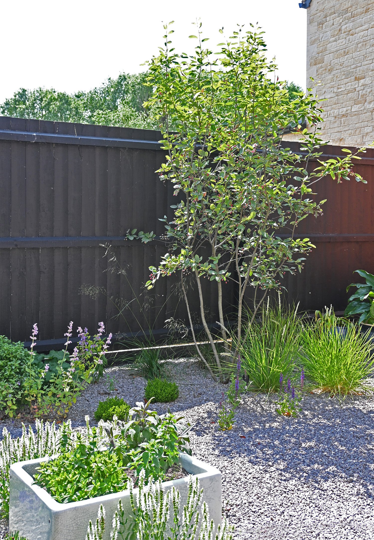 robert-johnson-garden-design-Stamford- gravel-planting-contemporary-multistem-tree.jpg