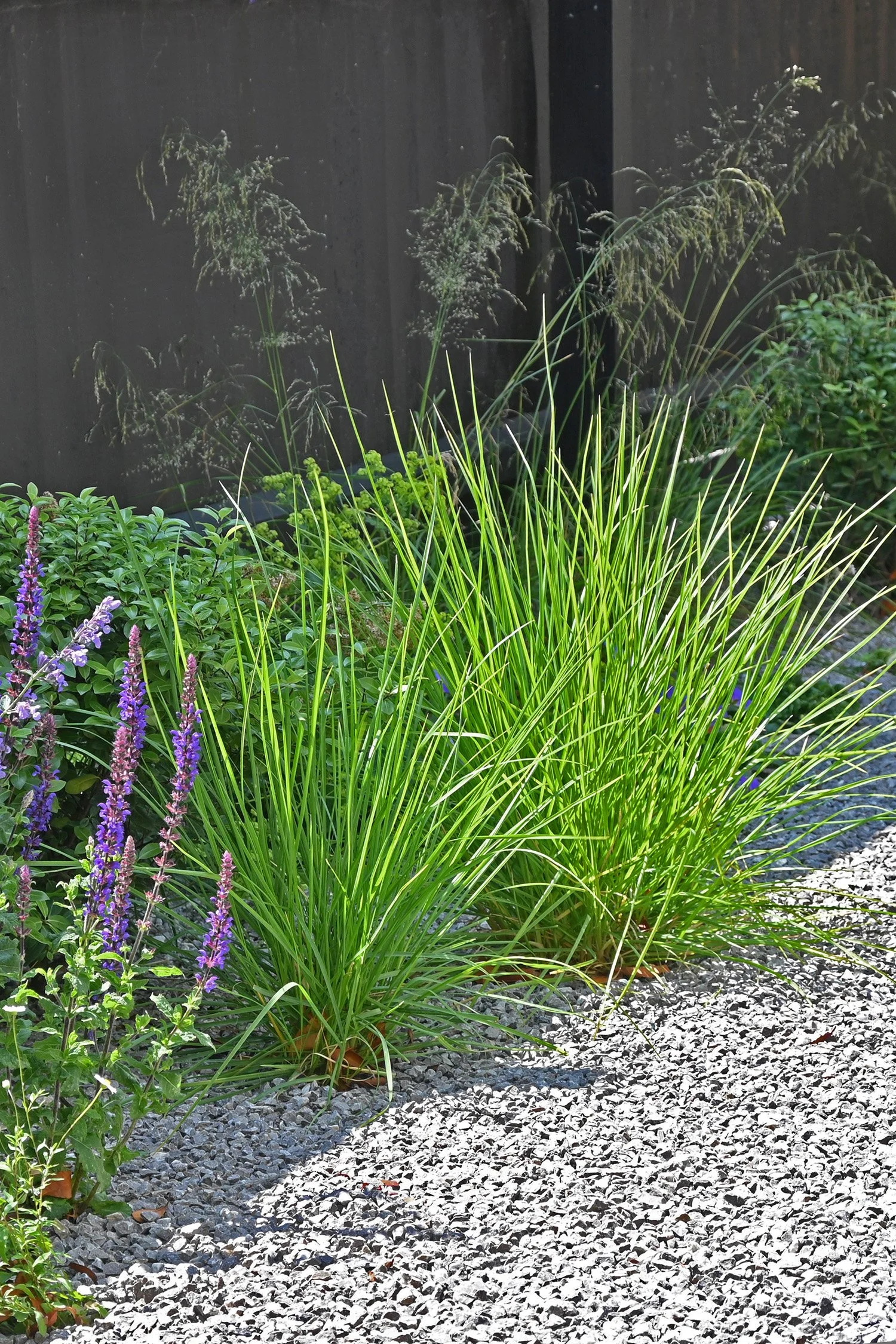 robert-johnson-garden-design-Stamford- gravel-planting-natural-modern.jpg