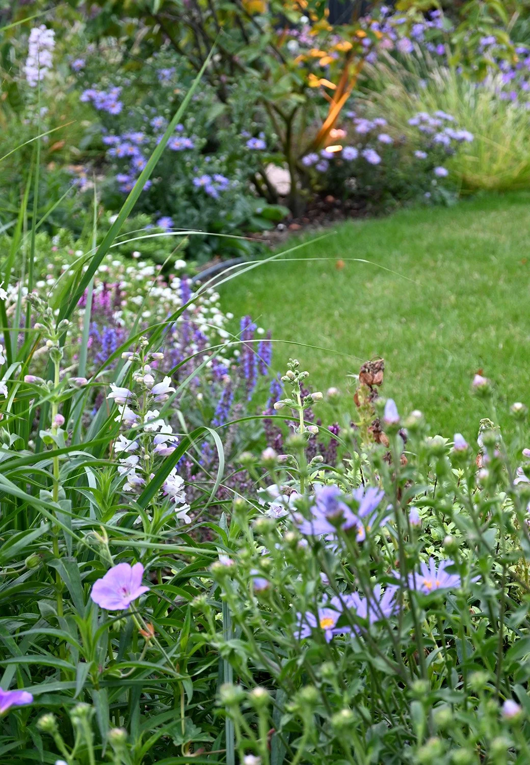 robert-johnson-garden-designer-planting-colourful-flowers-lighting.jpg