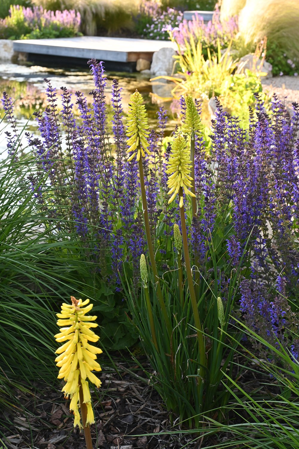 robert-johnson-garden-design-Cambridgeshire-salvia-pond-knifofia.jpg