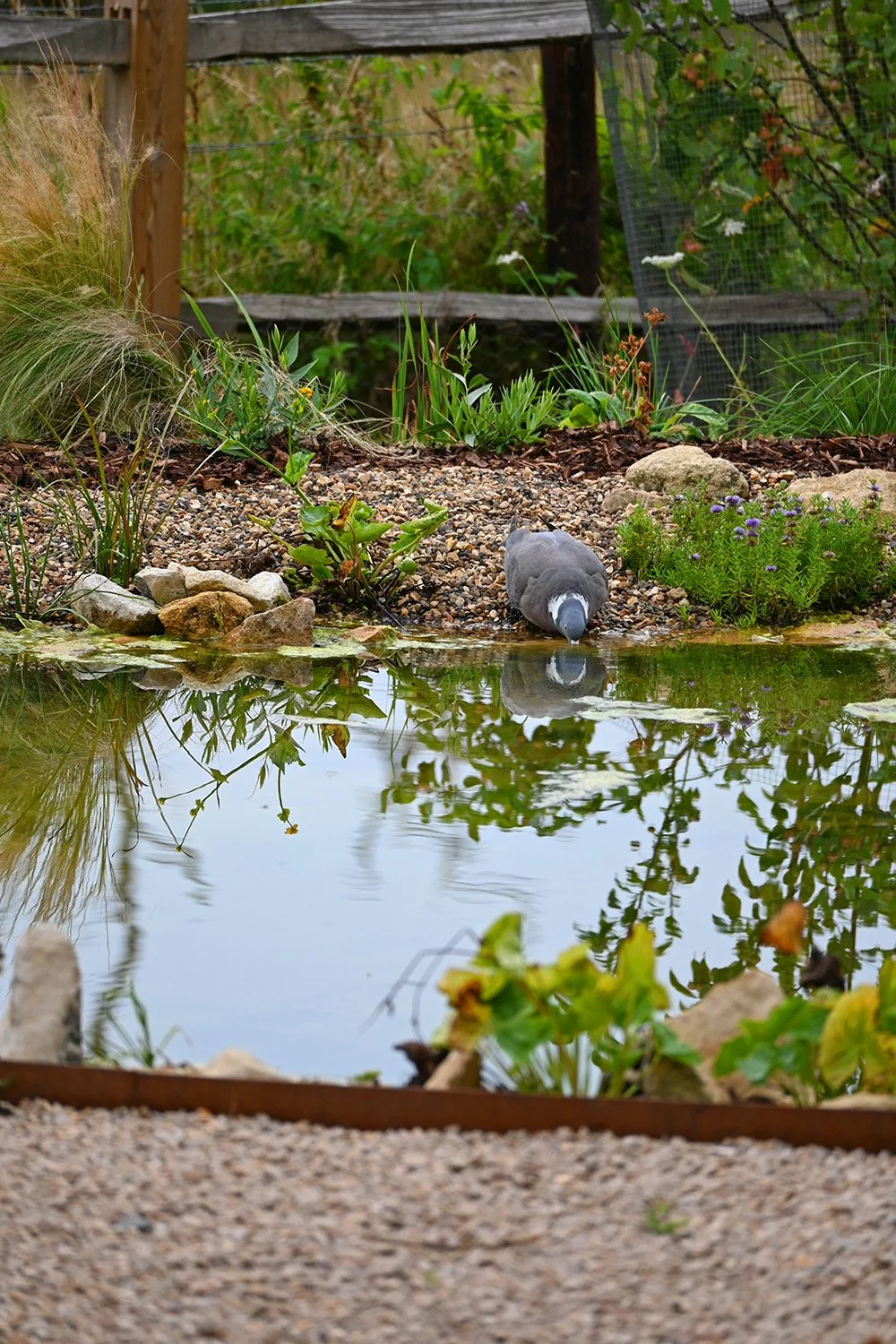 robert-johnson-garden-design-Cambridgeshire-pond-wildlife-gravel.jpg