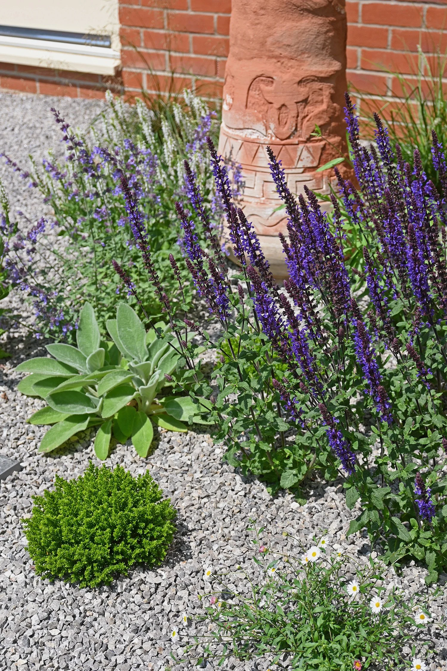 robert-johnson-garden-design-Stamford-drought-tollerant-planting.jpg