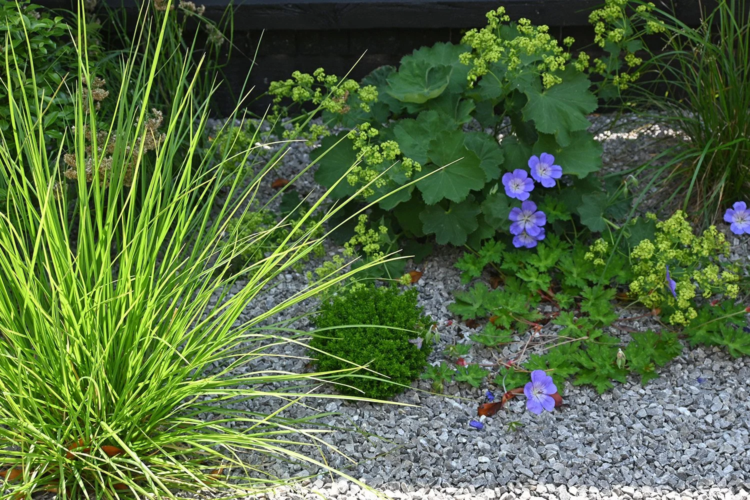robert-johnson-garden-design-Stamford- gravel-planting-contemporary-grasses.jpg