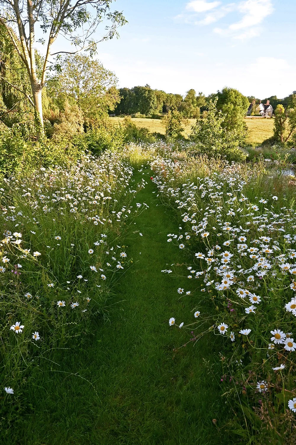 robert-johnson-garden-design-Cambridgeshire-wildflower-meadow-natural-landscape-grass-path.jpg