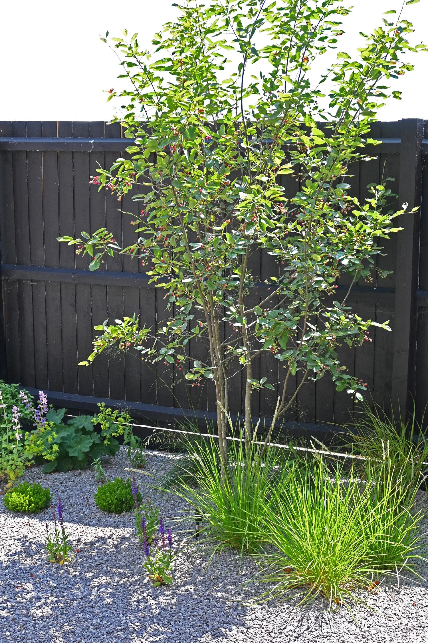 robert-johnson-garden-design-Stamford- gravel-planting-multistem-tree 2.jpg