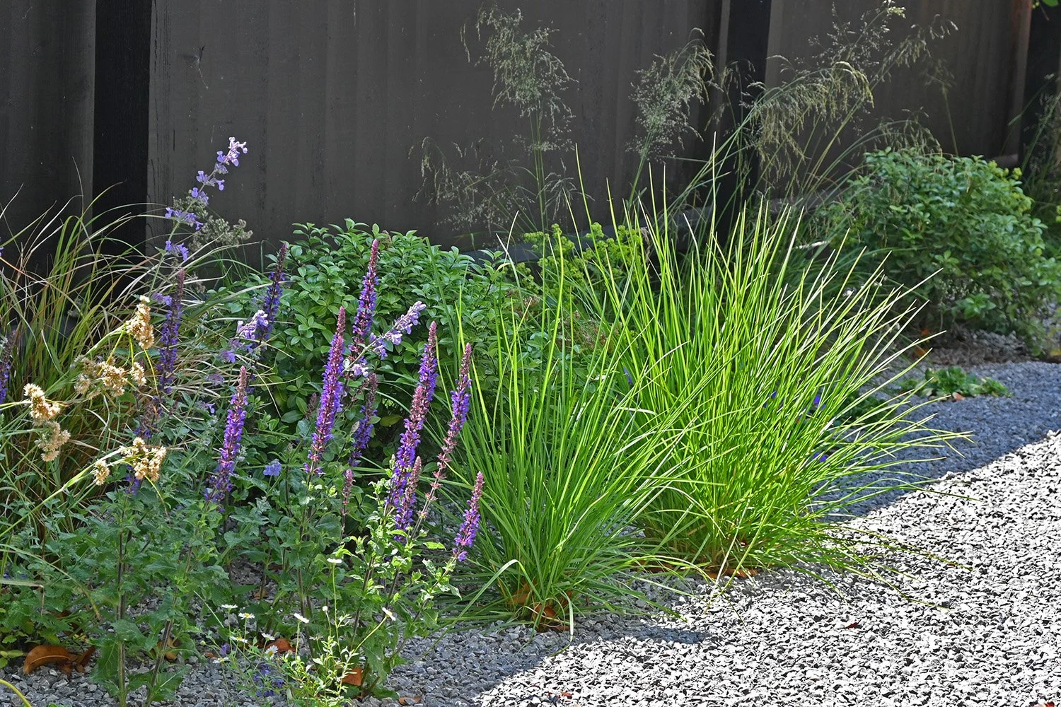robert-johnson-garden-design-Stamford- gravel-planting-natural-scheme-soft-grasses.jpg