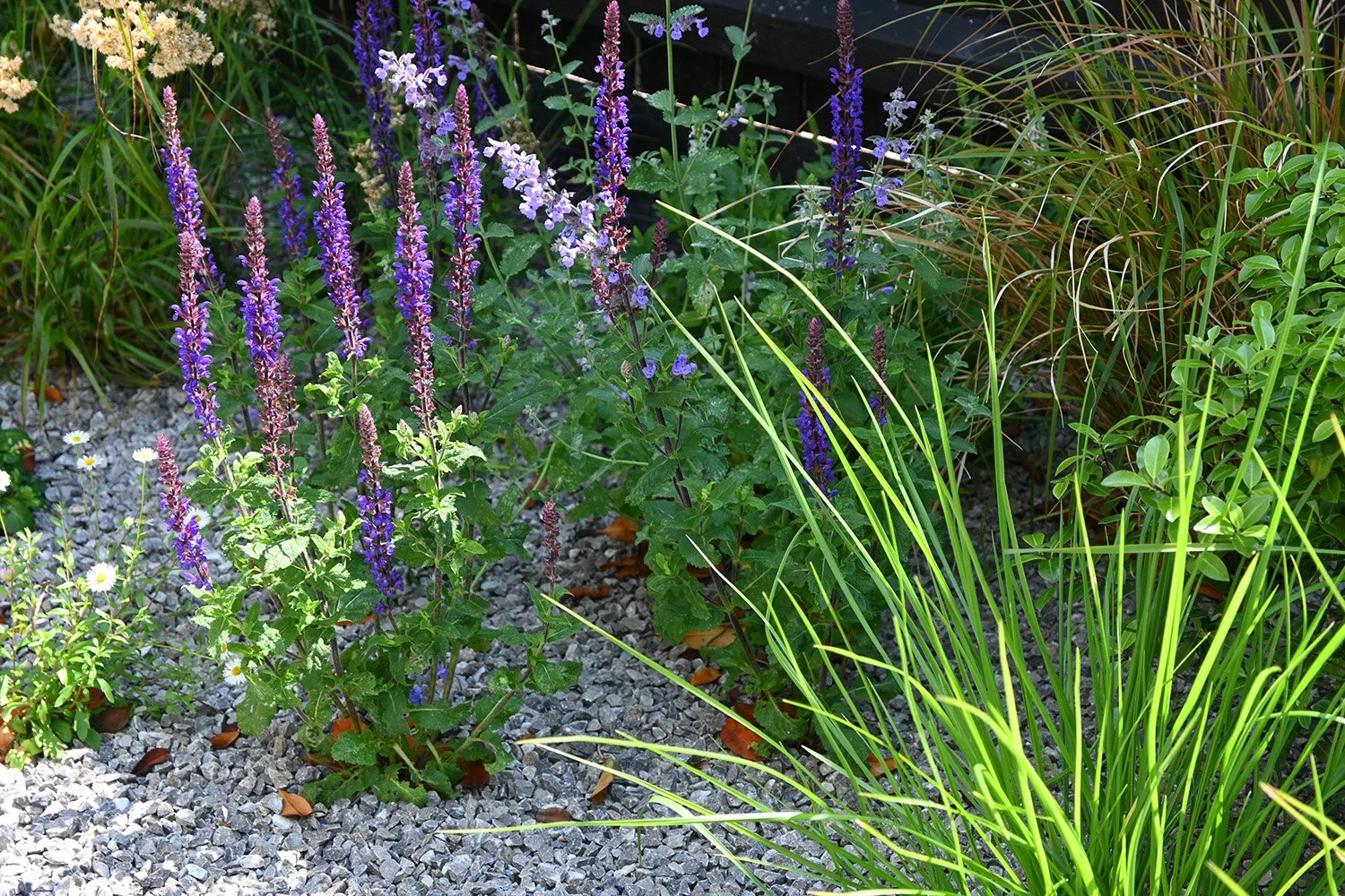 robert-johnson-garden-design-Stamford- purple-planting.jpg