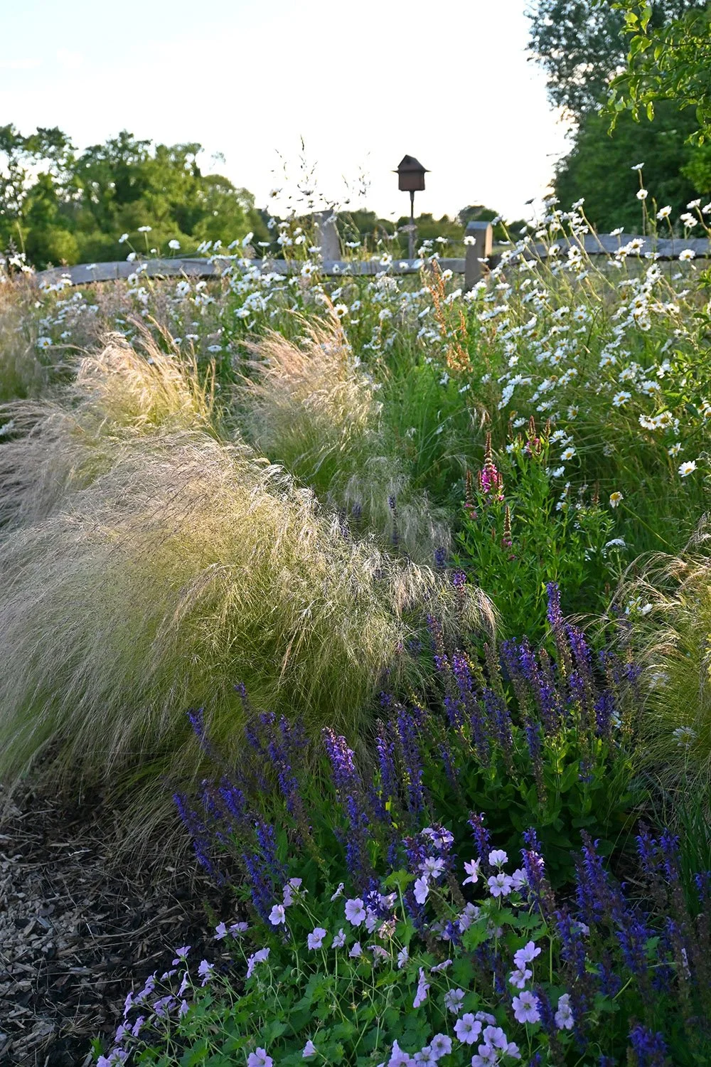 robert-johnson-garden-design-Cambridgeshire-salvia-geranium-wildflower-chestnut-fencing.jpg