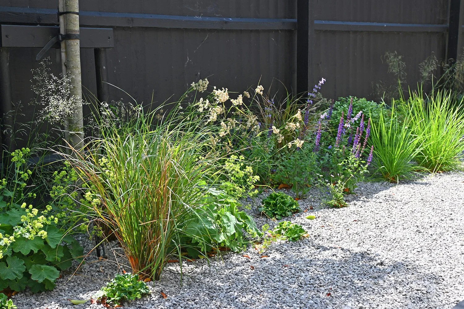 robert-johnson-garden-design-Stamford- gravel-planting-contemporary-grasses-fence.jpg