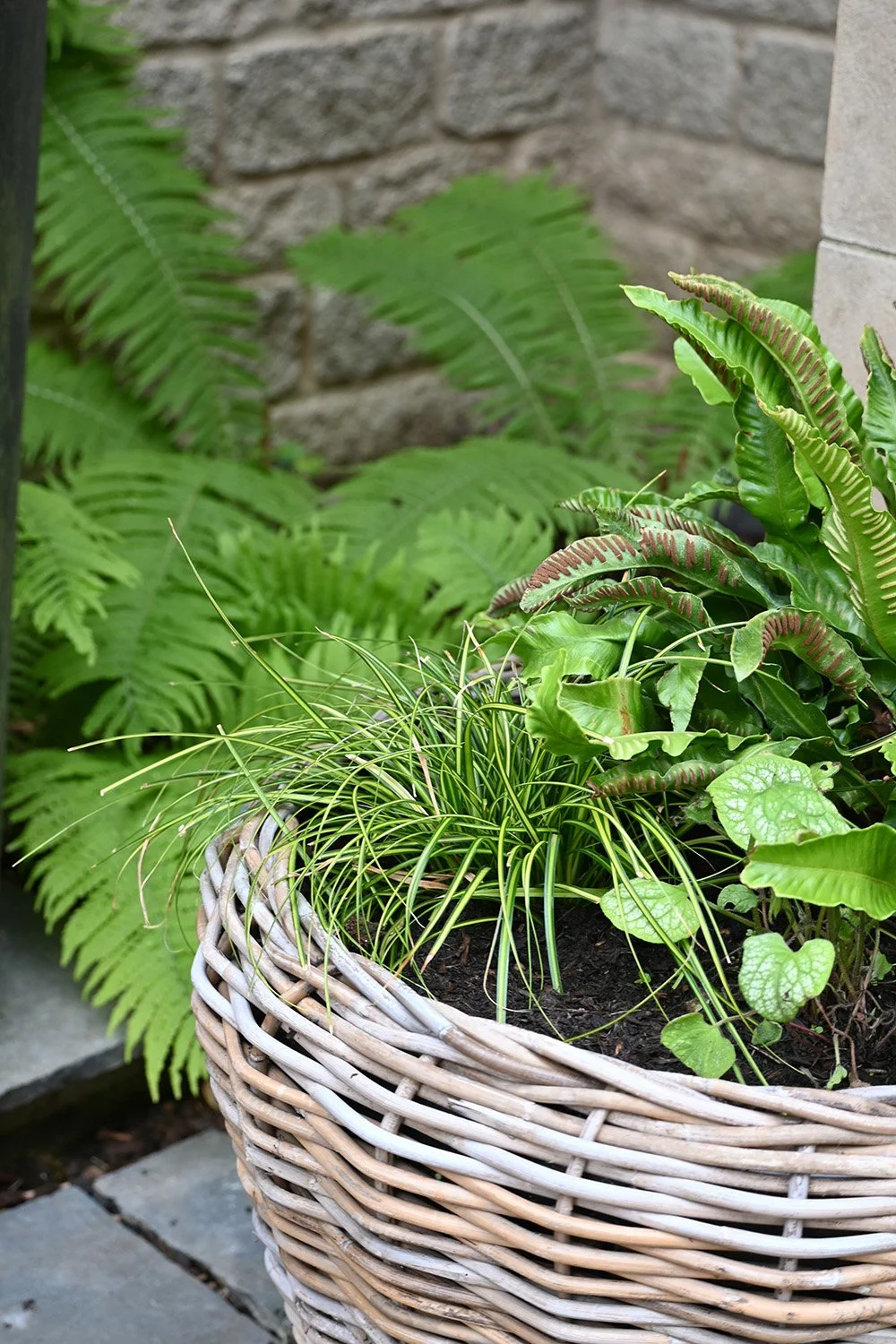 robert-johnson-garden-design-Cambridgeshire-planted-pots-wicker-baskets-ferns.jpg