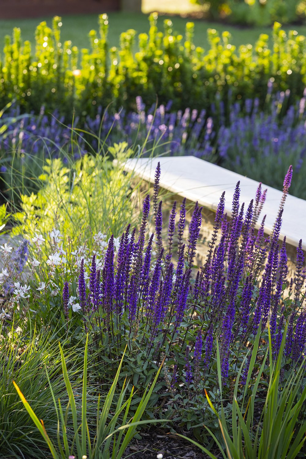 robert-johnson-garden-design-Lincs-soft-planting-salvia-evergreens.jpg